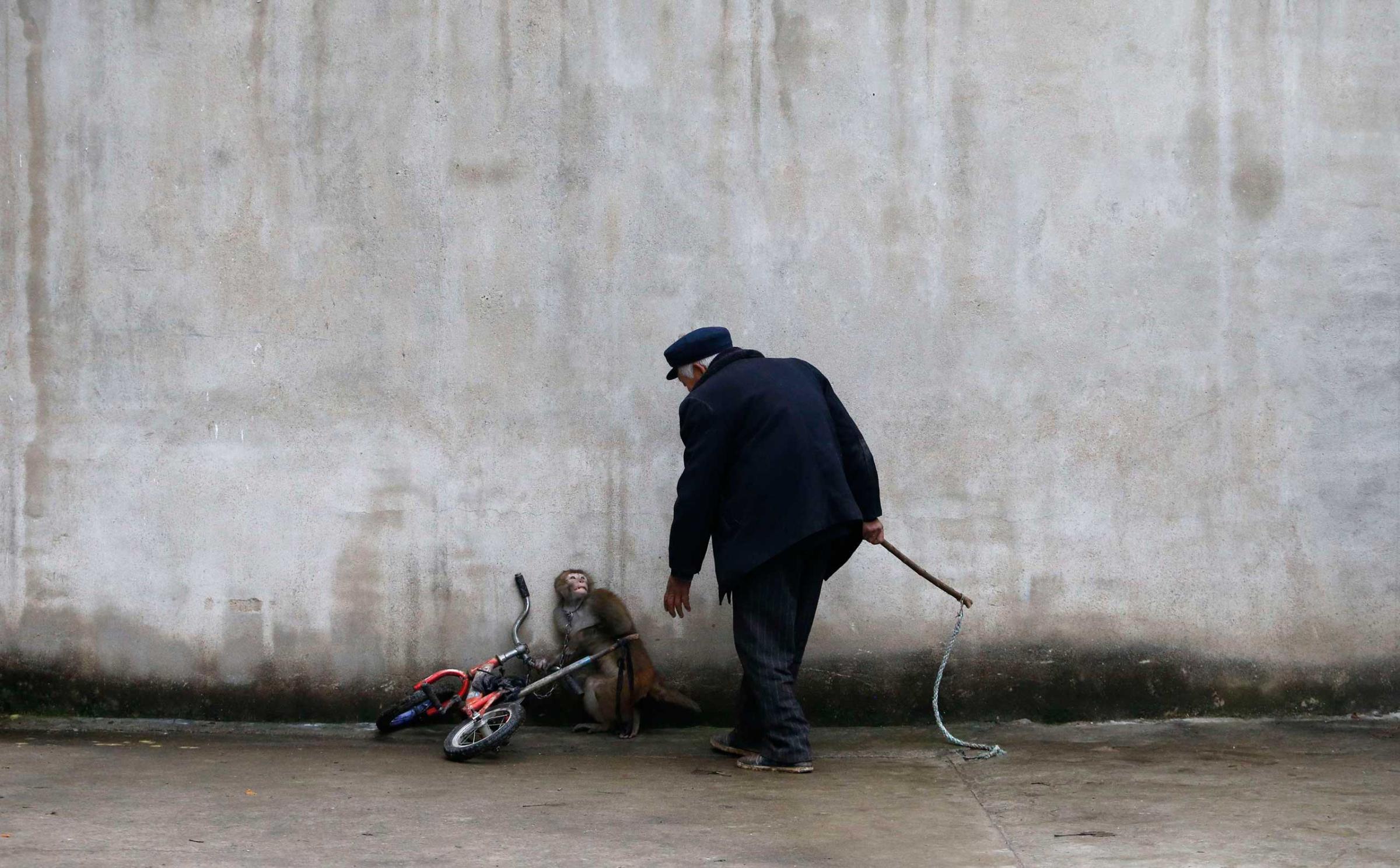 A monkey cowers as its trainer, Qi Defang, approaches during training for a circus in Suzhou, Anhui Province, China, Nov. 29, 2014.