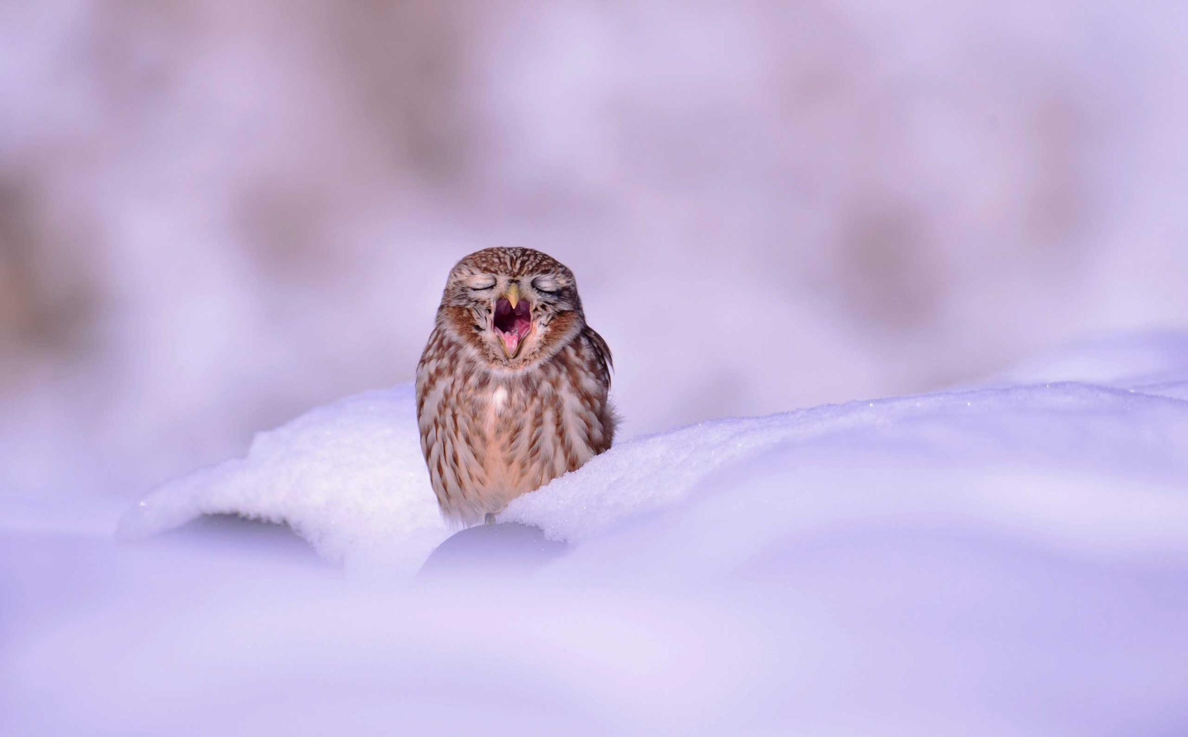 A small owl yawns as it sits in the snow in Ansung City, Gyeonggi Province, South Korea, Dec. 4, 2014.