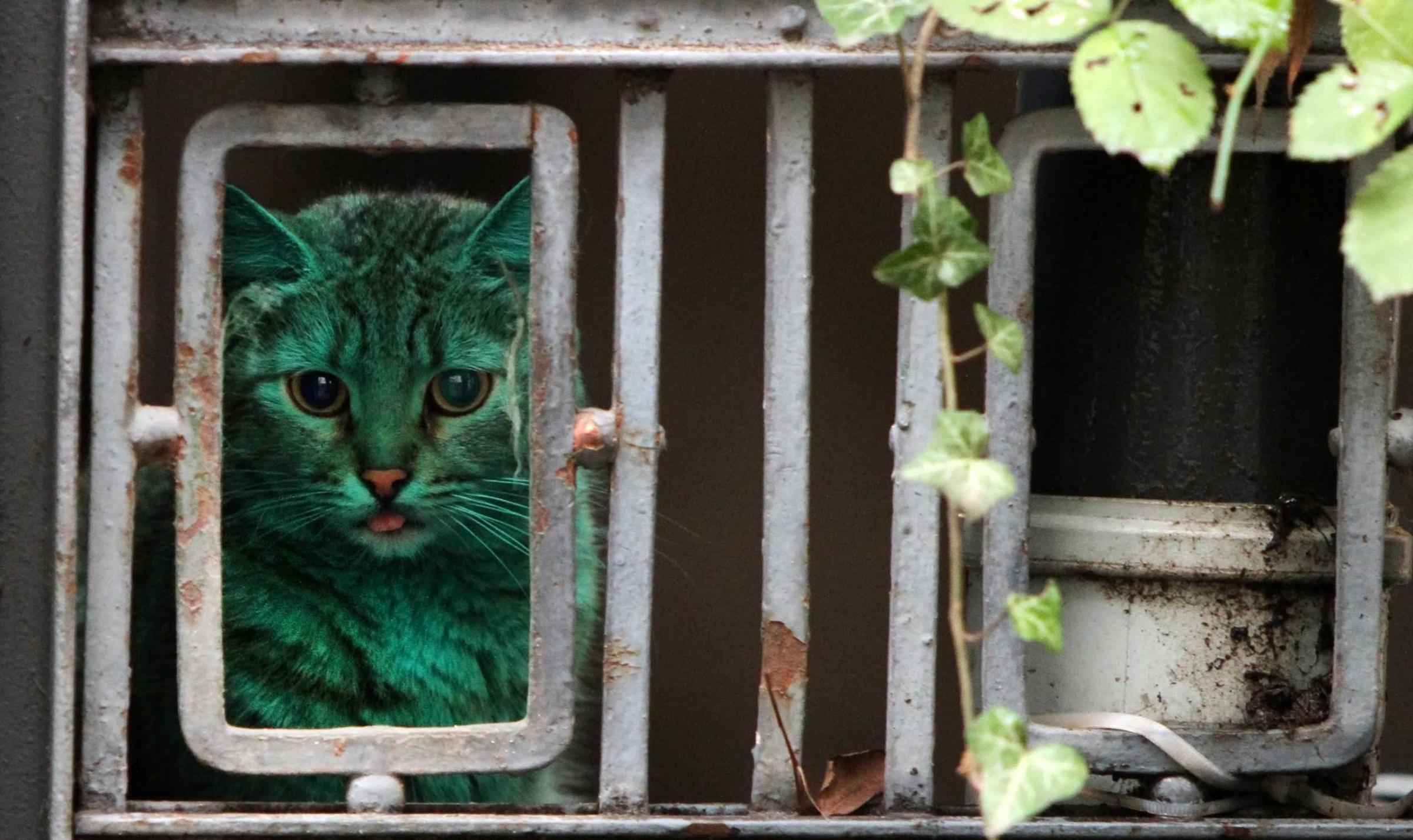 A cat colored with green paint in Varna east of Sofia, Bulgaria, Dec. 05, 2014.