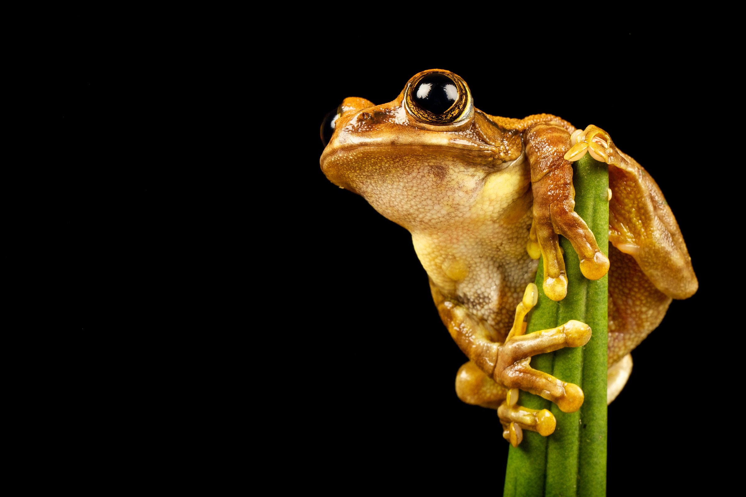 tree-frog