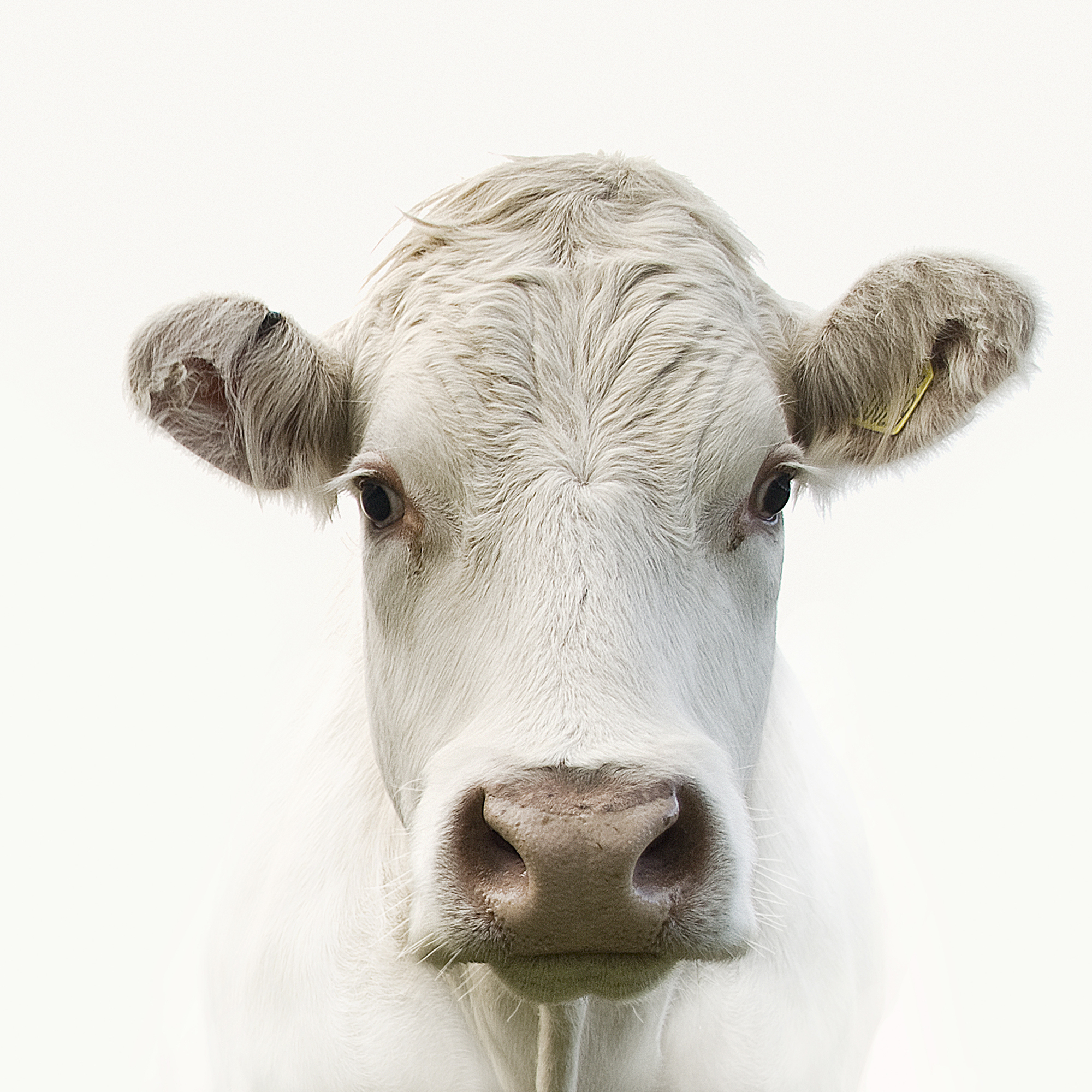 White cow (jojo1 photography&mdash;Getty Images/Flickr Select)