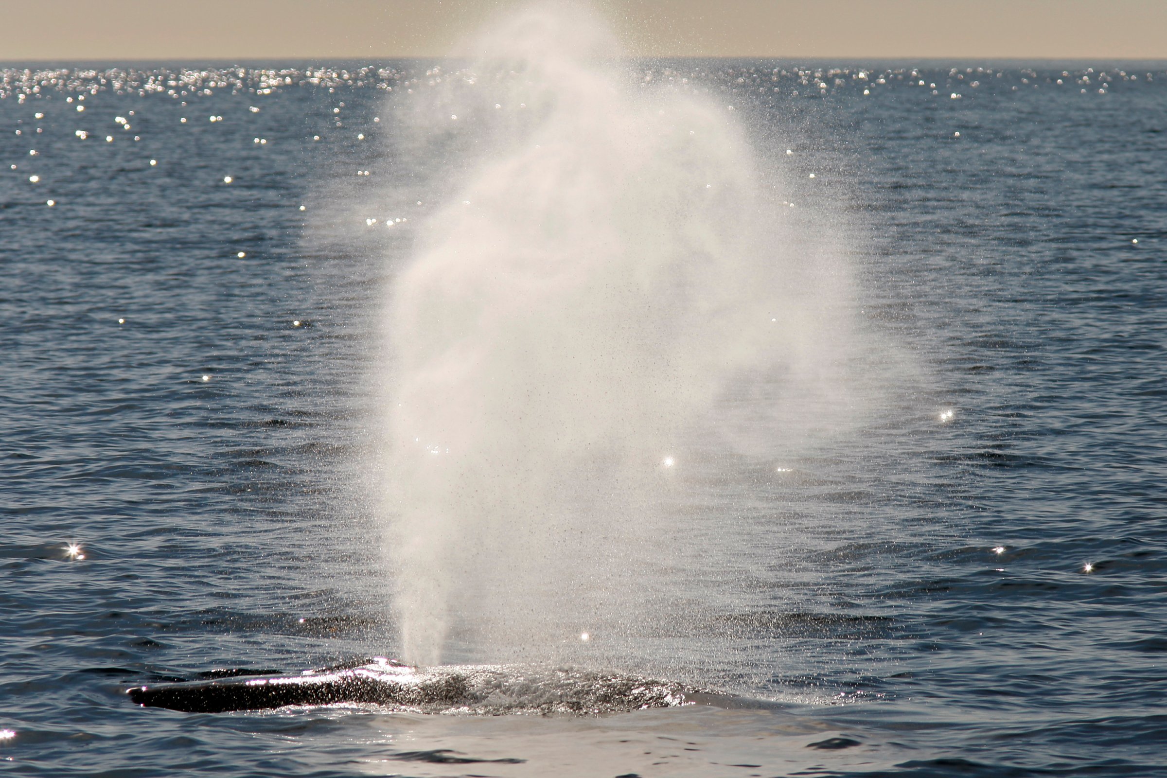 Environmental Groups Challenge Navy's Use Of Sonar In West Coast Training Exercises
