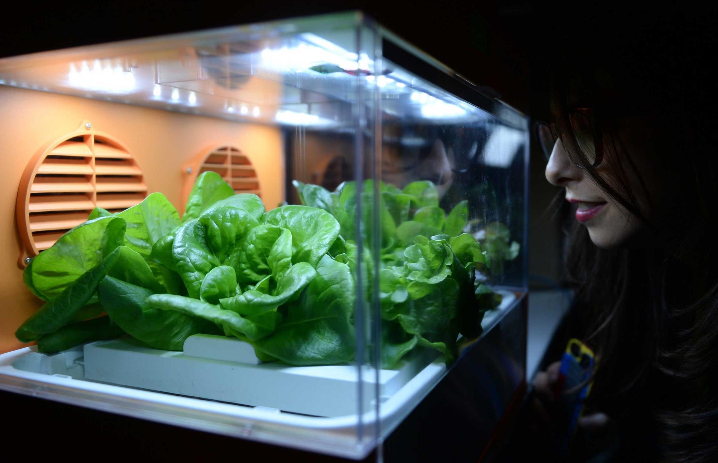 At the 'Unveiled-event' a young woman has a look at salad at the CES electronics and consumer technology tradeshow in Las Vegas on Jan. 4, 2015.