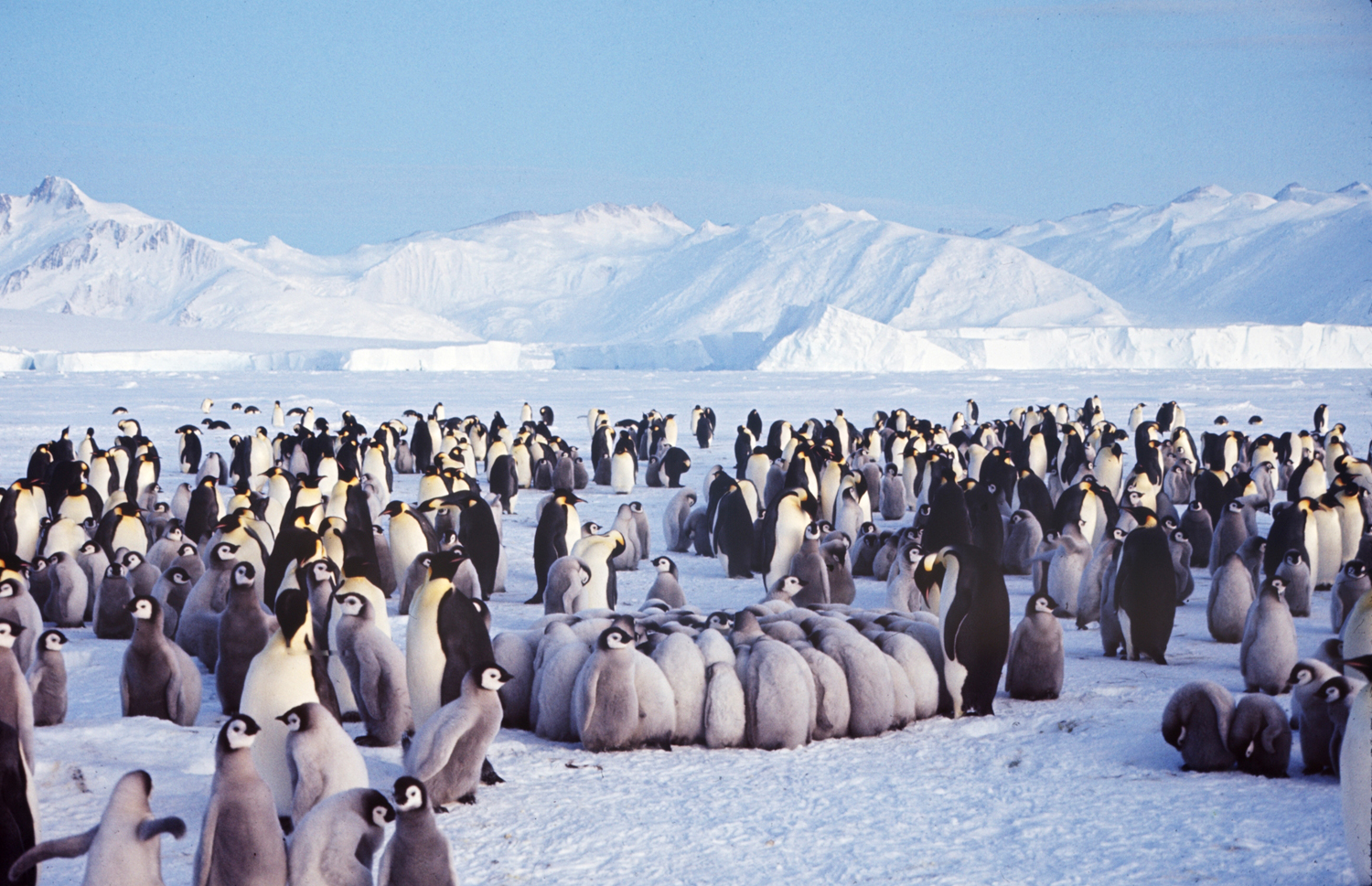 Penguins, Antarctica, 1964.