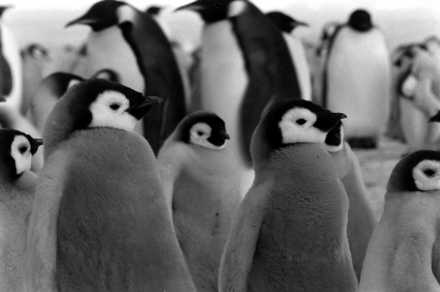 Antarctica, 1964.