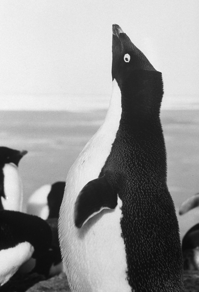 Adélie penguin, 1964.