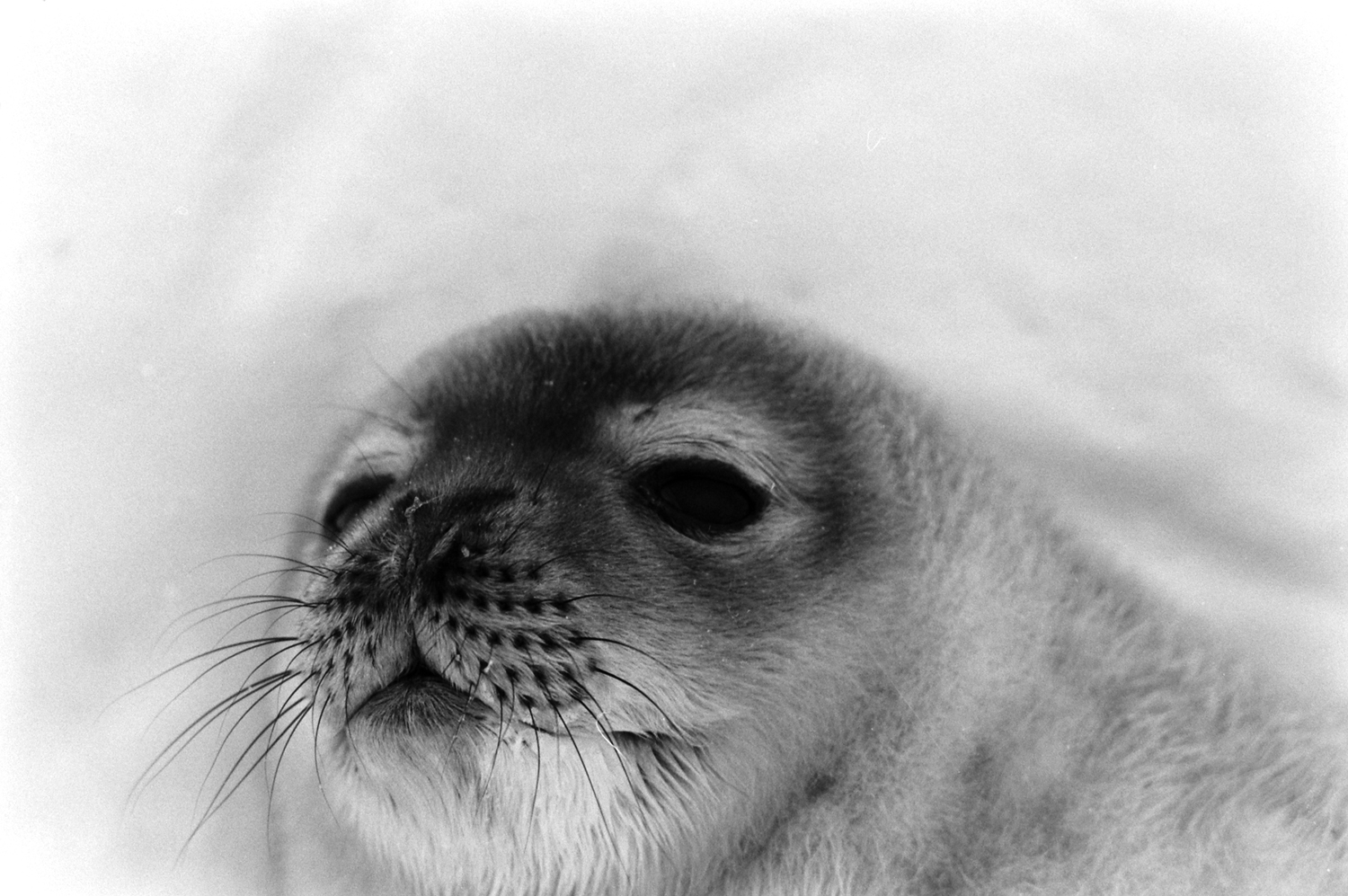 Seal, Antarctica, 1964.