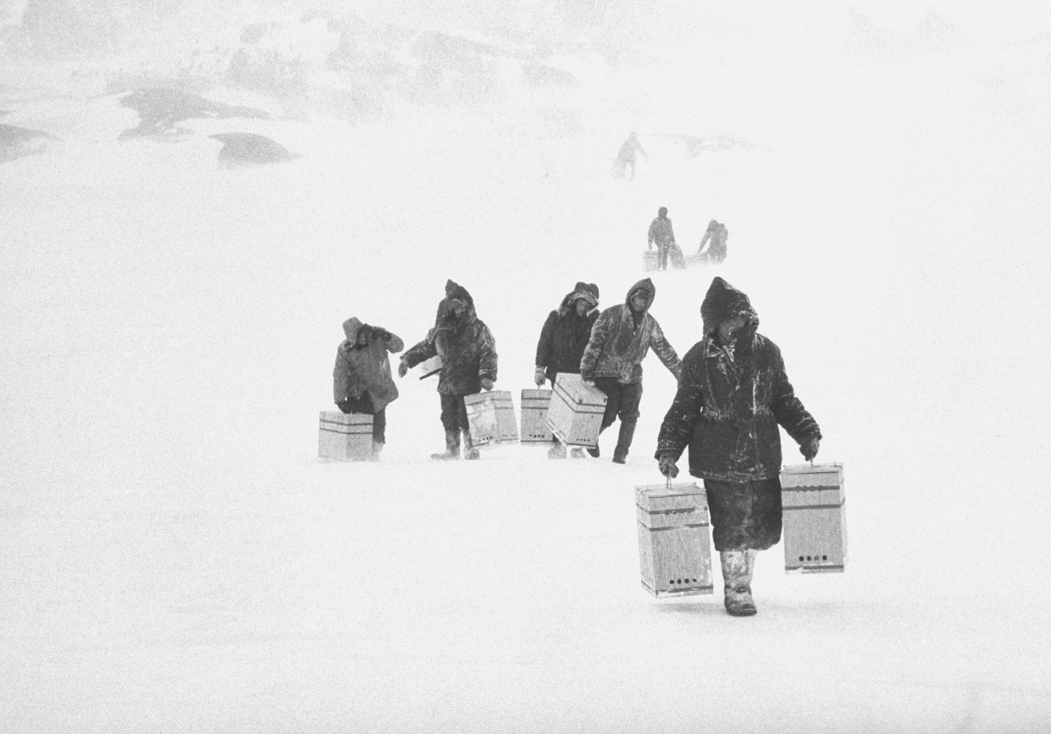 Scientists, helped by Navy personnel, carry boxed penguins to a Navy transport to be taken to a distant release point.