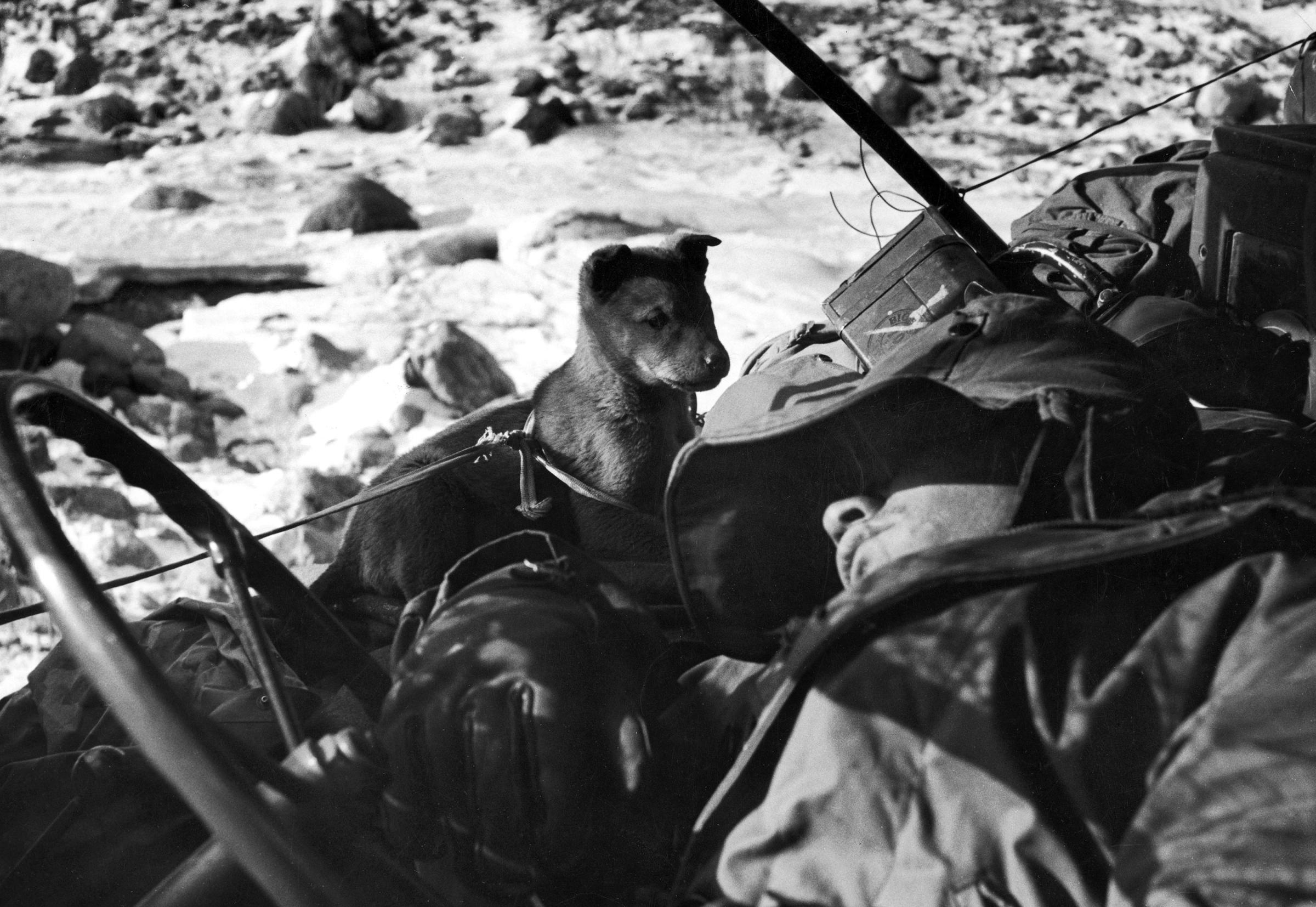 An American Marine sleeps in his halted jeep while a puppy whines in his ear during the retreat from the Chosin Reservoir, December 1950.
