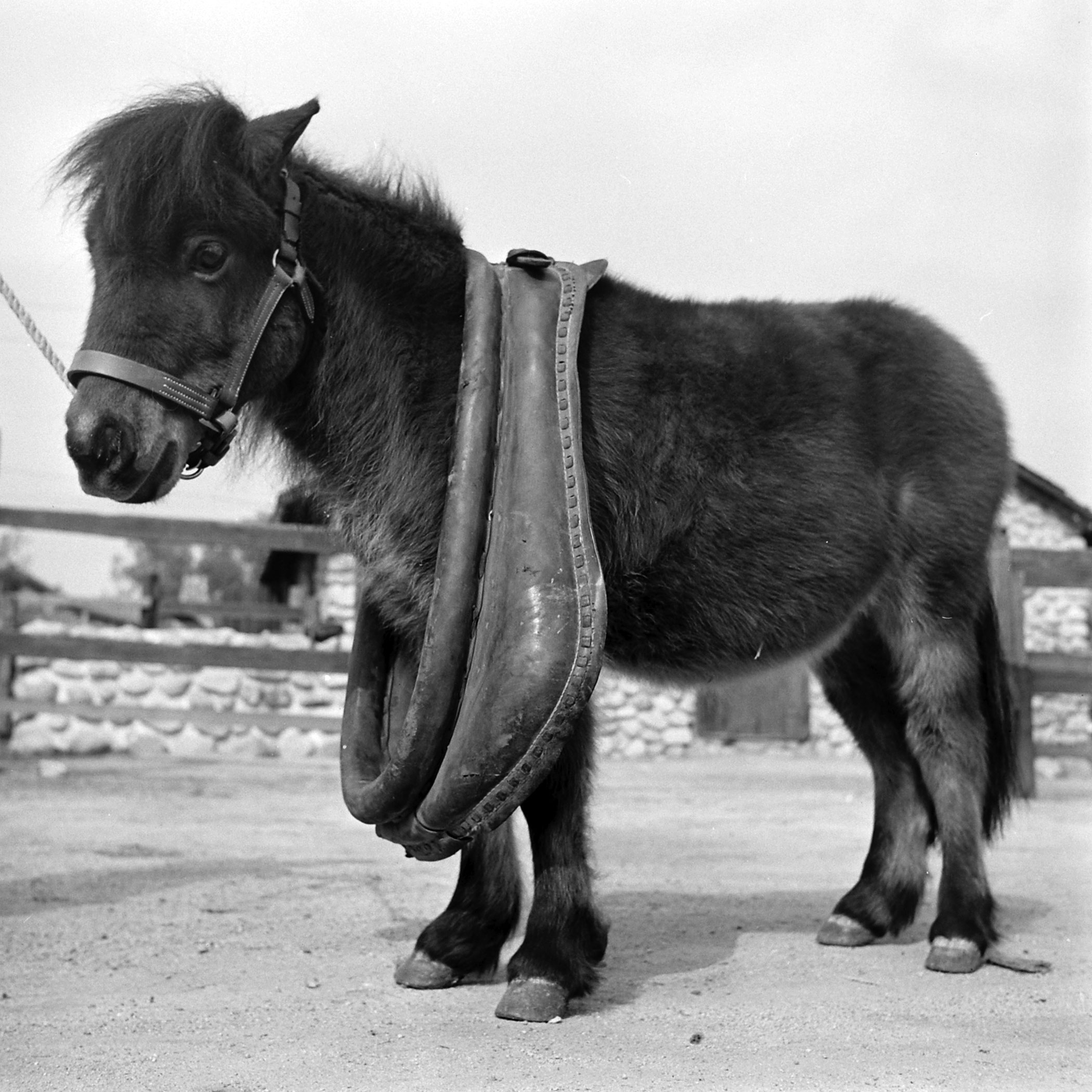 Ronnie stands uncomfortably with normal horse collar. He eats only four pounds of hay a day compared to 40 pounds for draft horse.
