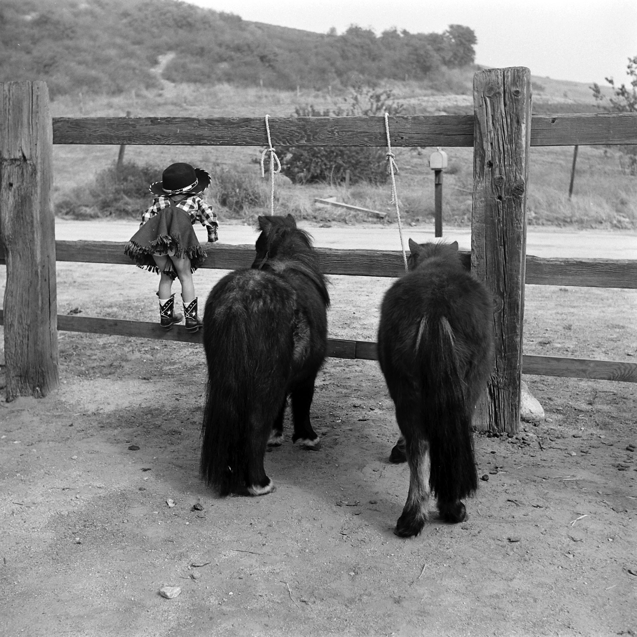Cynthia with two miniature horses at the Lilliput Ranch in California.