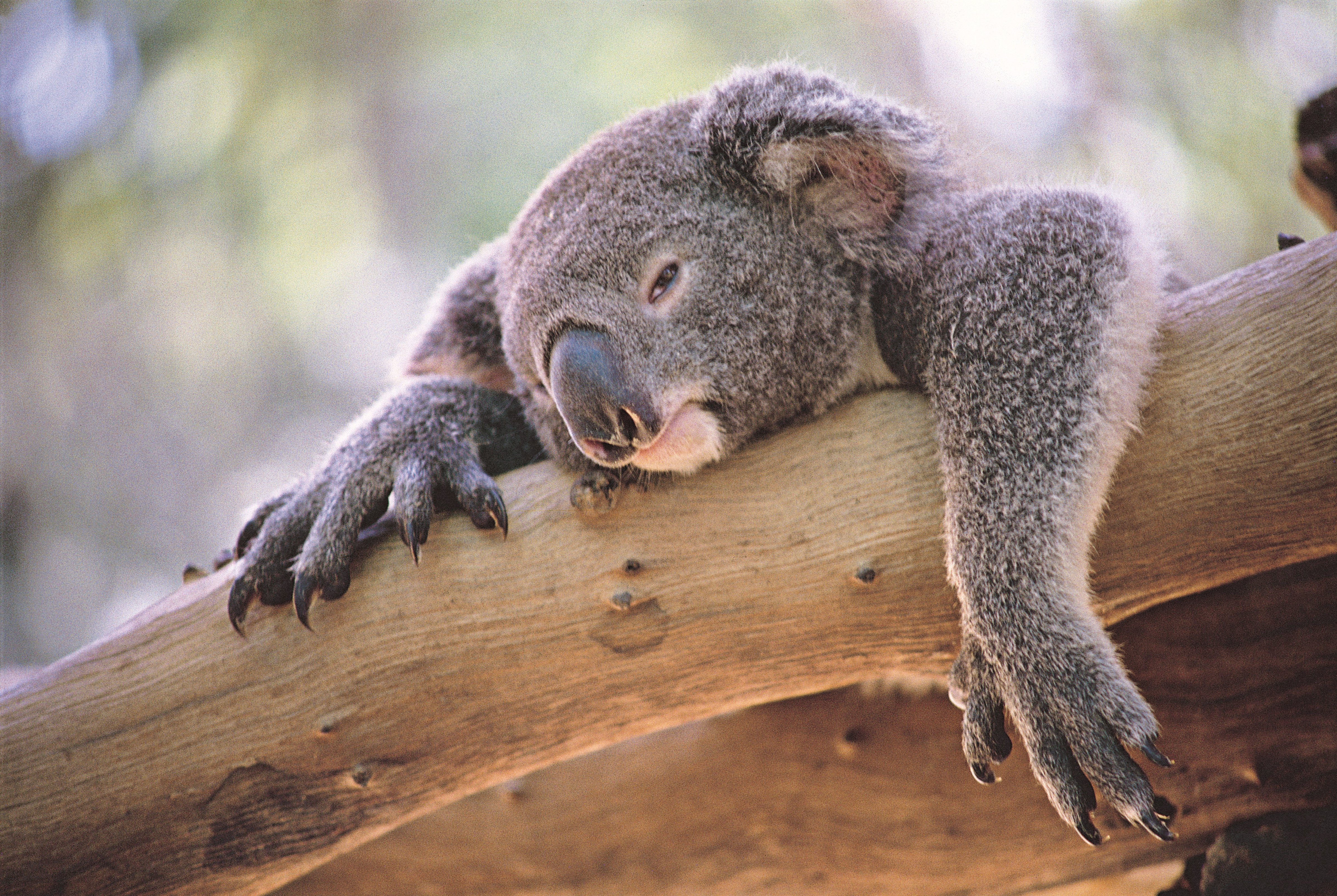 Koala (Getty Images)