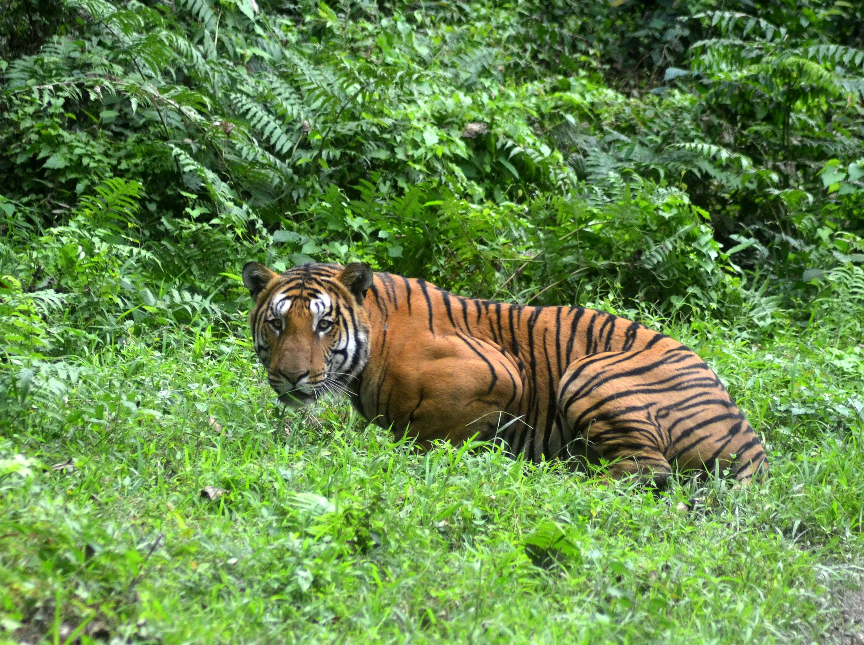 A Royal Bengal Tiger pauses in a jungle clearing in Kaziranga National Park, some 280 km east of Guwahati, India, In this photograph taken on Dec. 21, 2014 (STRDEL—AFP/Getty Images)
