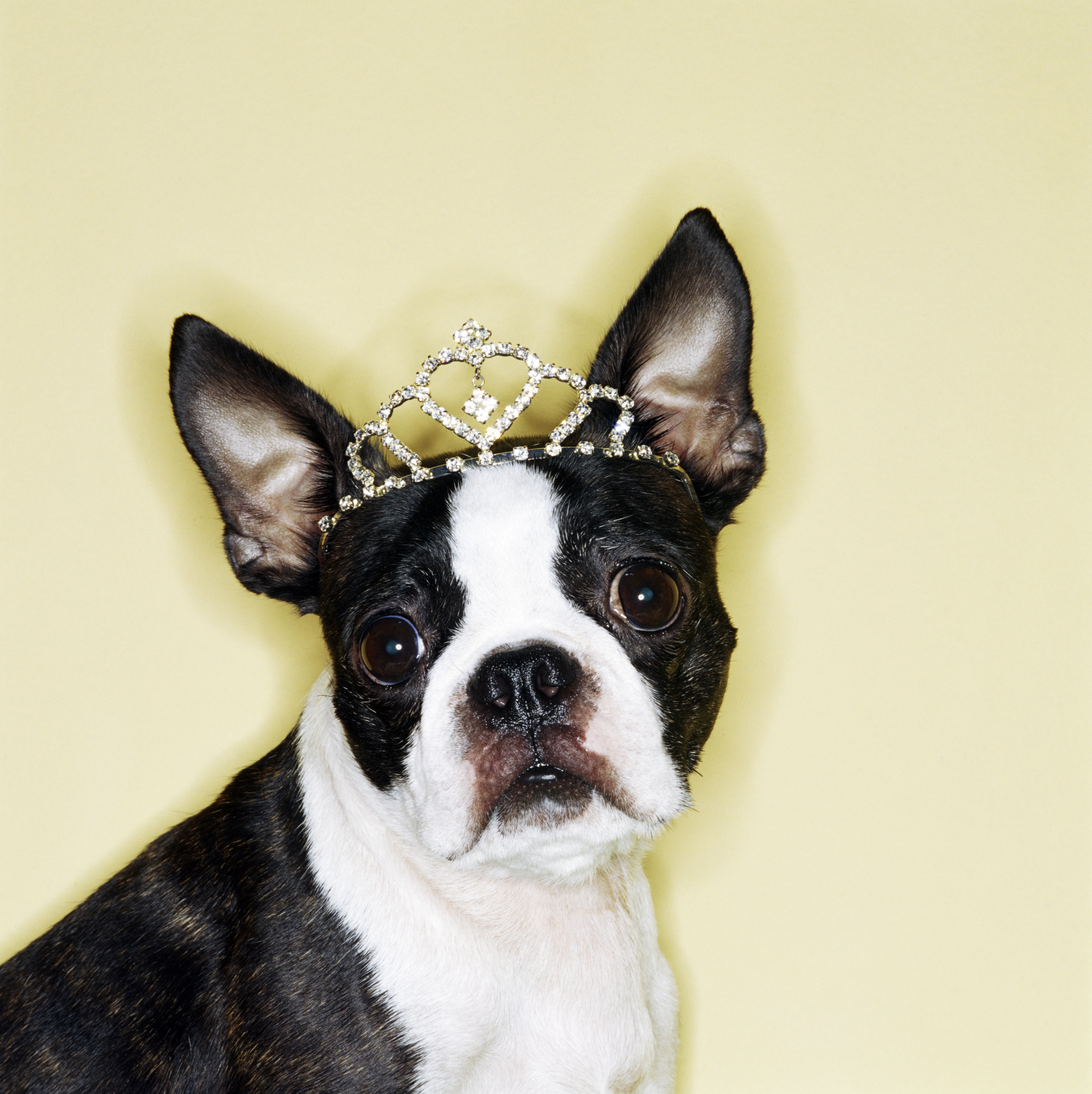 Dog wearing tiara (Getty Images)