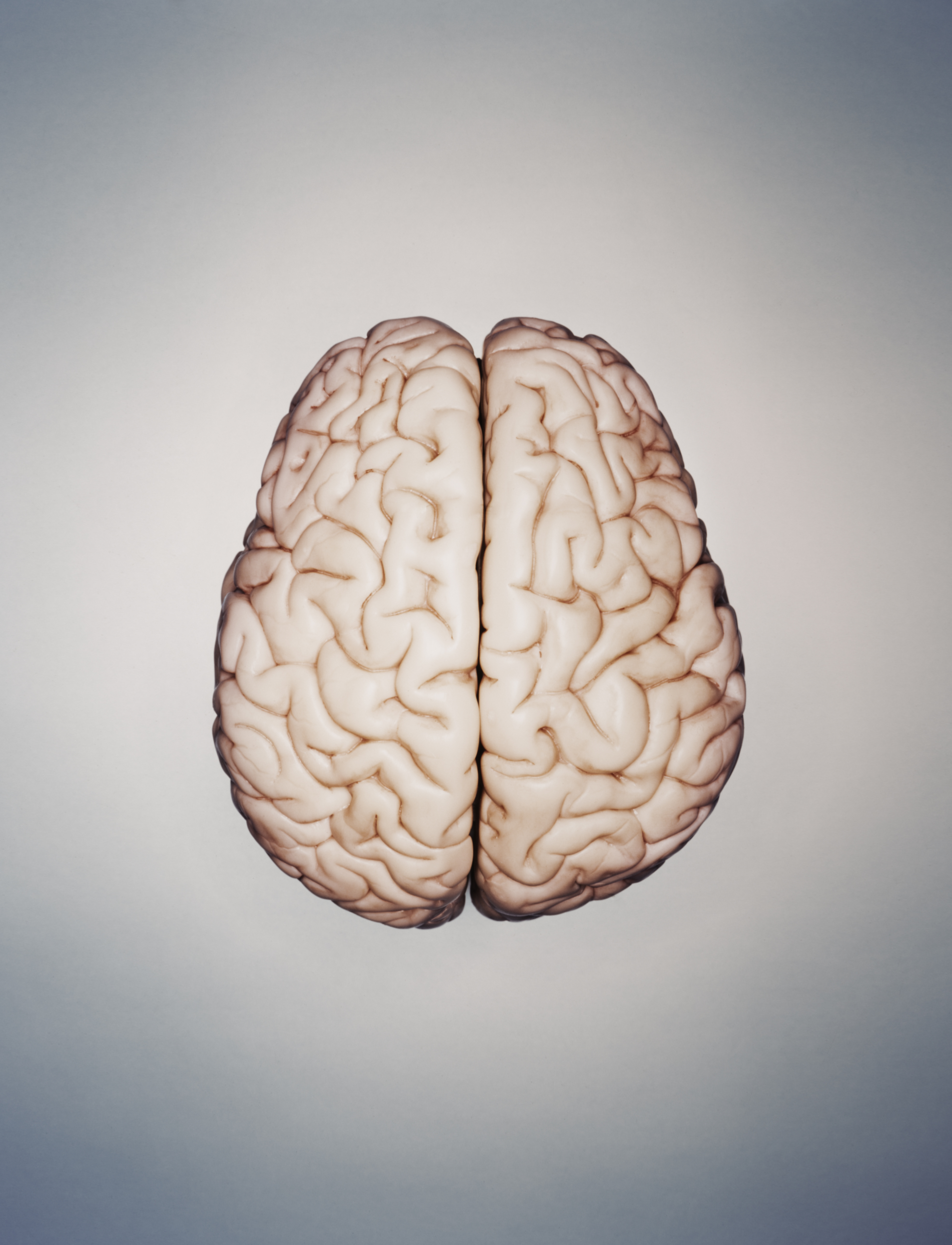 human-brain-model