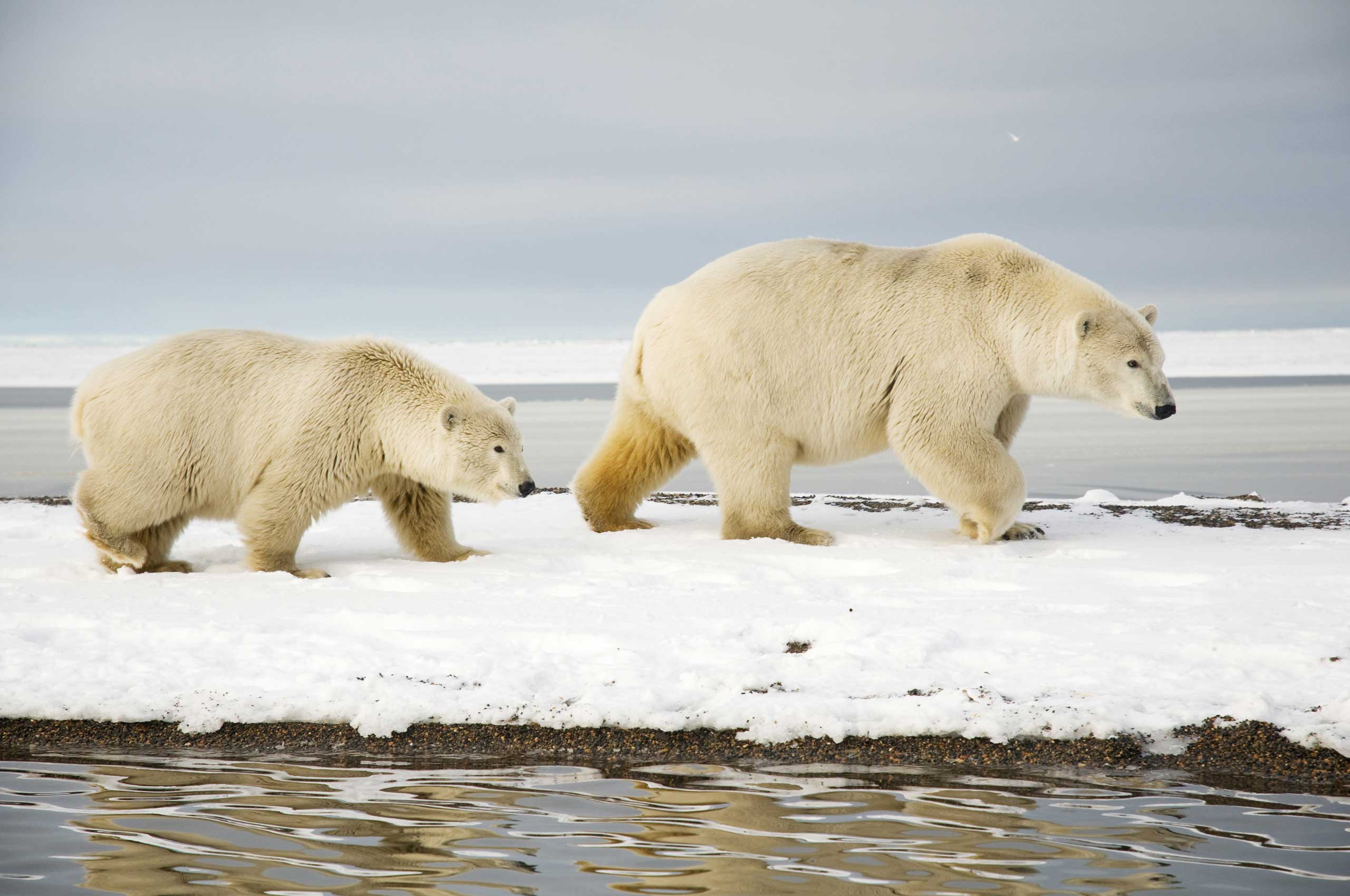 More than 50 polar bears have been spotted near the town of Belushya Guba, Russia (Getty Images)