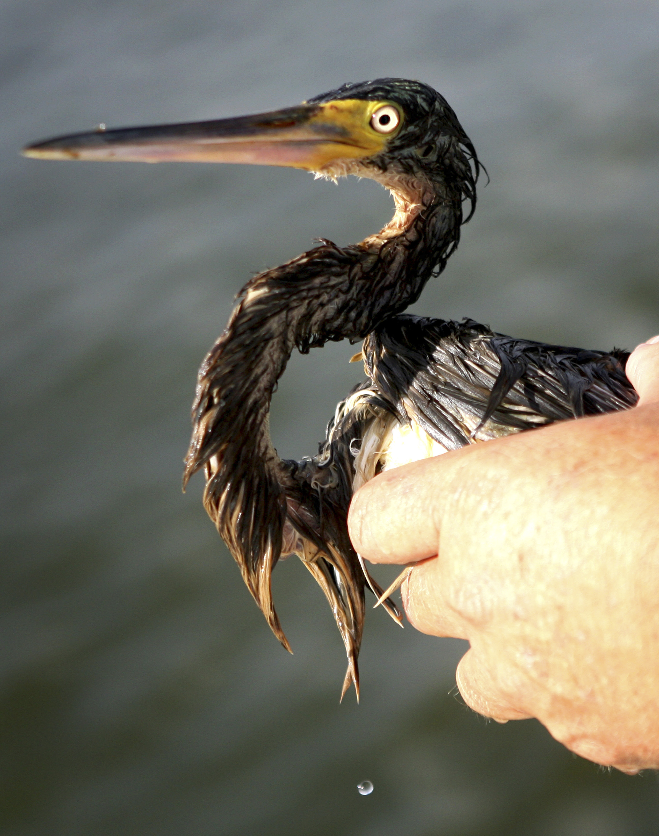 Plaquemines Parish Coastal Zone Director P. J. Hahan holds a tri-colored heron after spotting the seriously oiled bird along Queen Bess Island near Grand Isle, Louisiana July 17, 2010. The BP oil spill has been called one of the largest environmental disasters in American history. (Sean Gardner&mdash;Reuters)