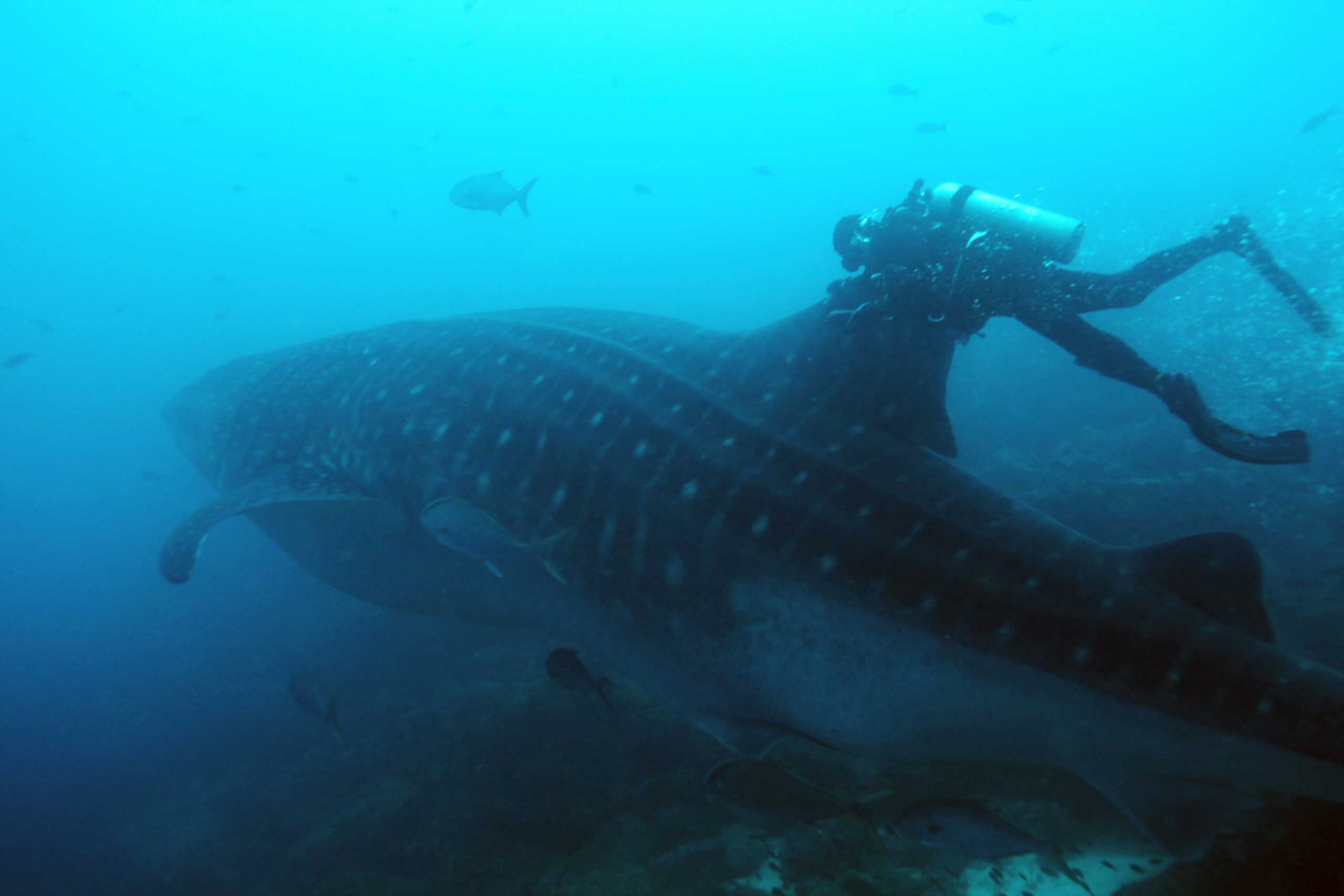 One of Aldrin's lifelong interests is underwater exploration and scuba diving. It is the  closest thing to weightlessness in space  Aldrin has said. Here he is seen htching a ride on a whale shark in the Galapagos Islands in June 2010.