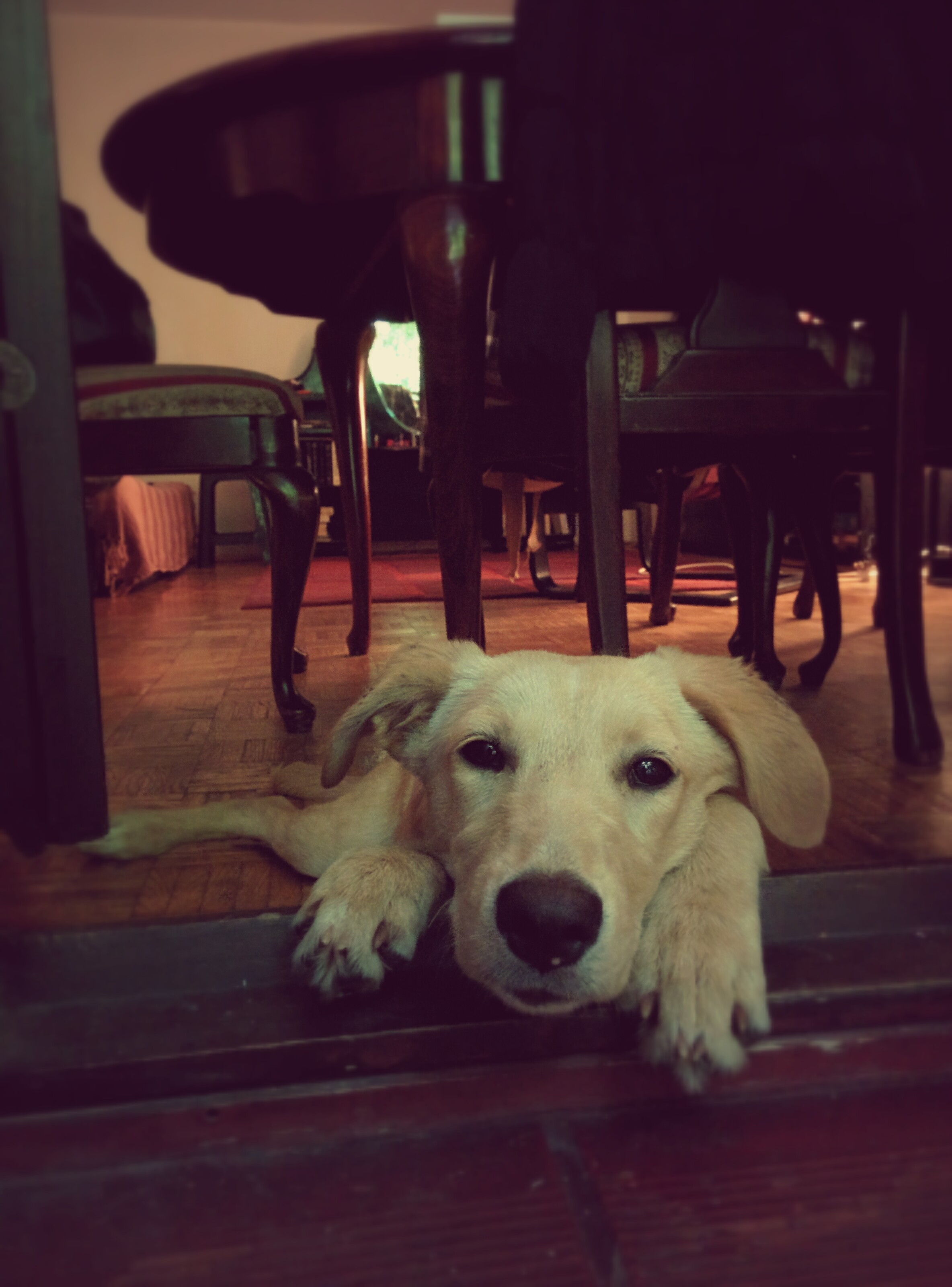 dog-lying-cafe