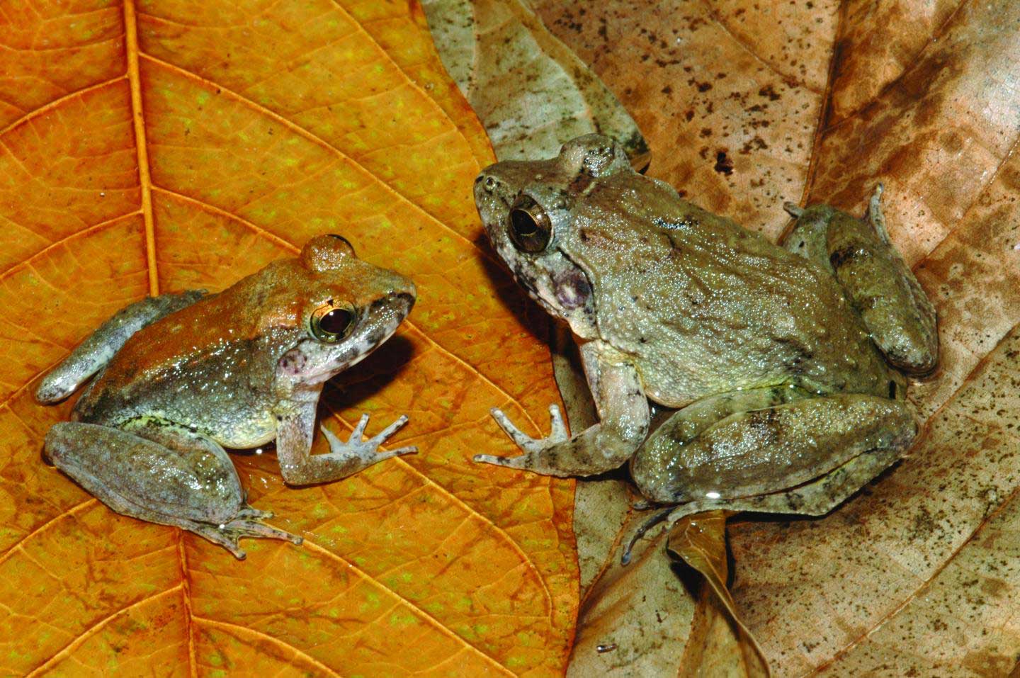 A newly discovered frog from the island of Sulawesi in Indonesia is the only known frog to give direct birth to tadpoles.
