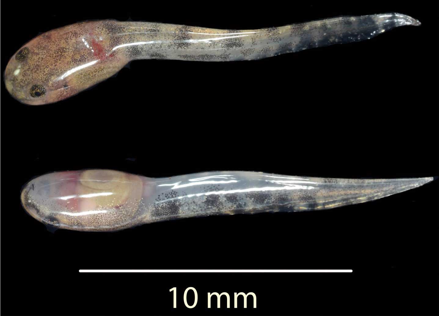 Two tadpoles, each about 10 millimeters long, shortly after birth.