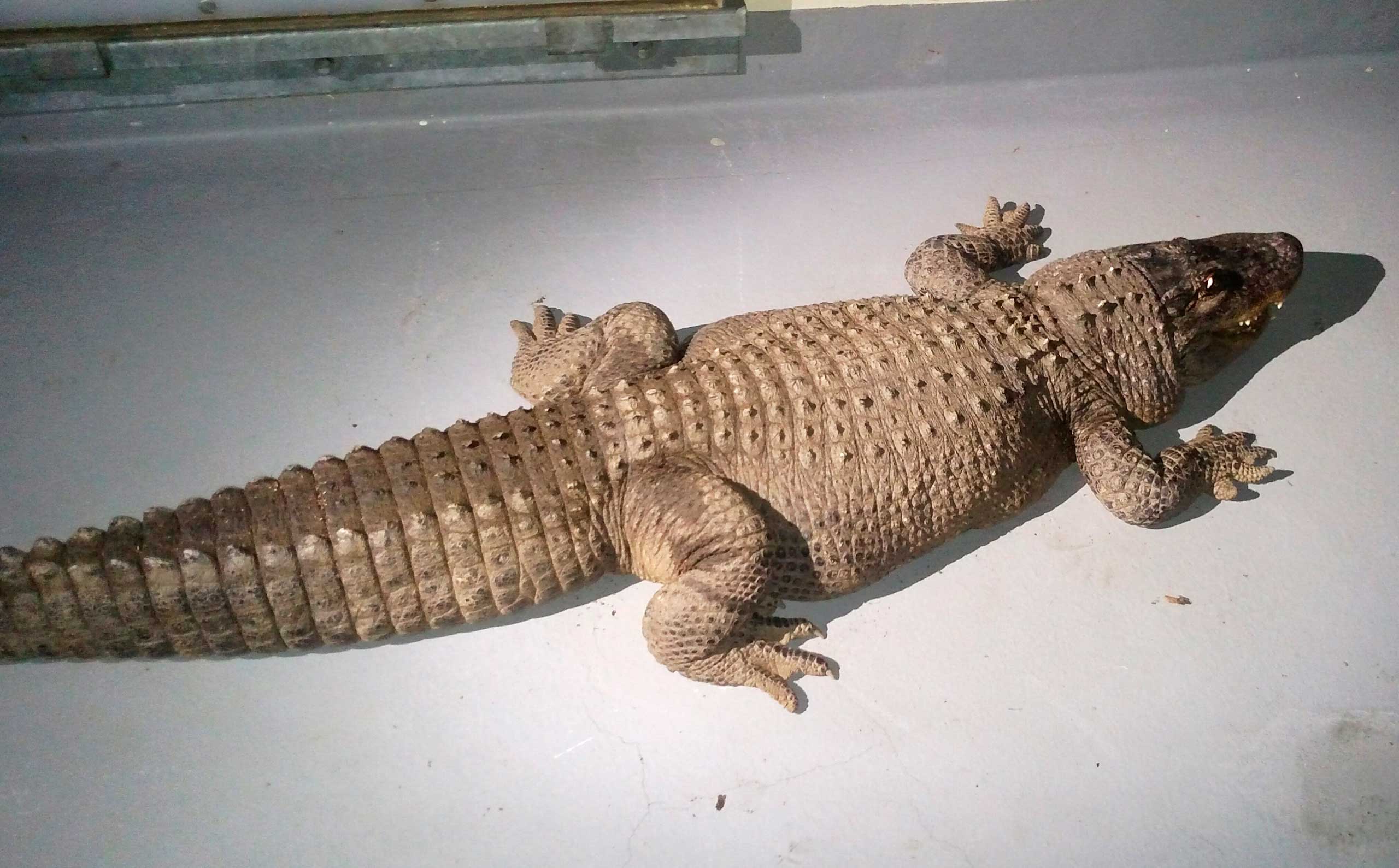 An 8-foot alligator was found in a box with two dead cats in the backyard of a home in the Van Nuys area of Los Angeles. (Los Angeles Animal Services Department/AP)