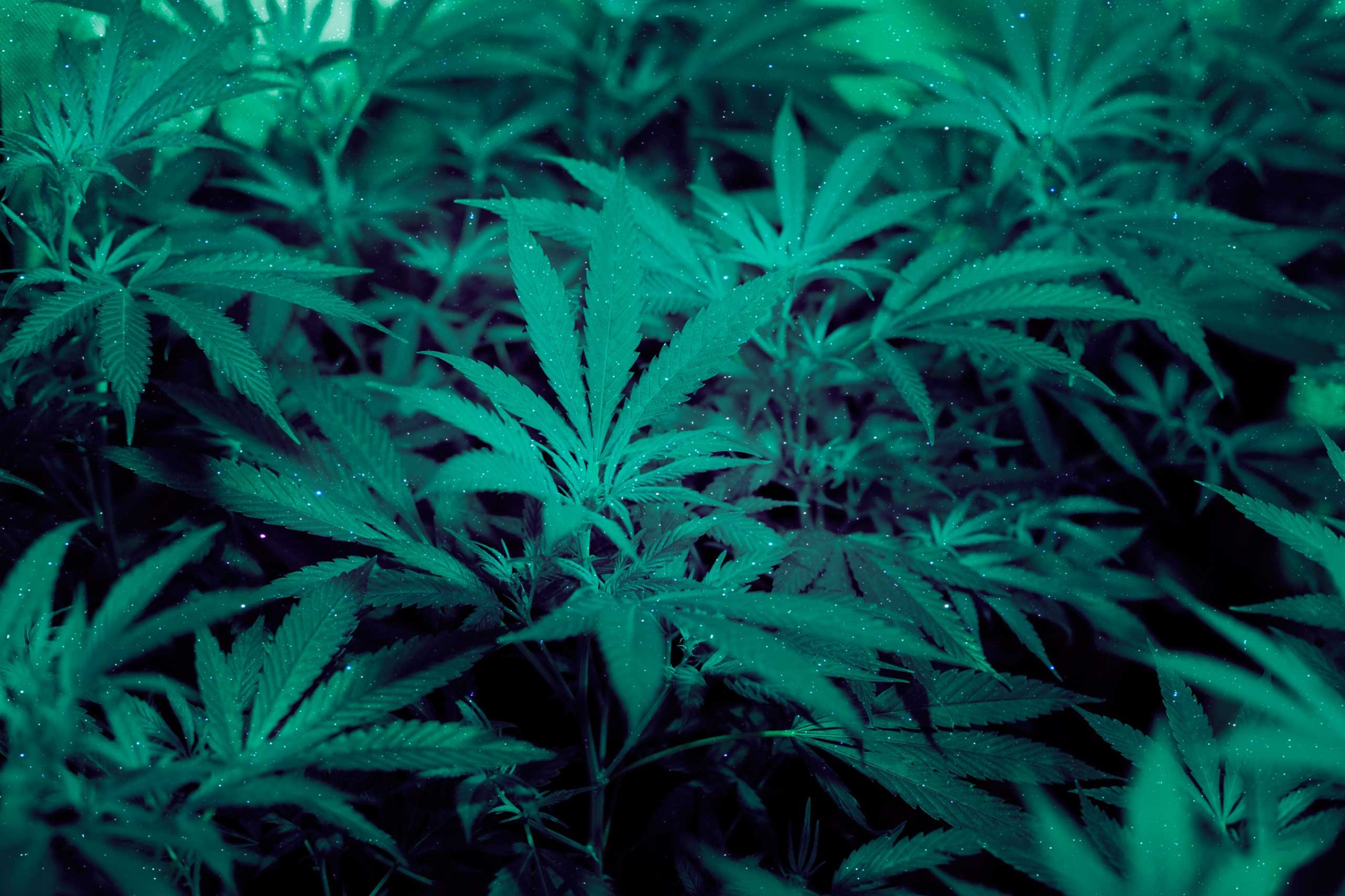 Marijuana Pot Weed