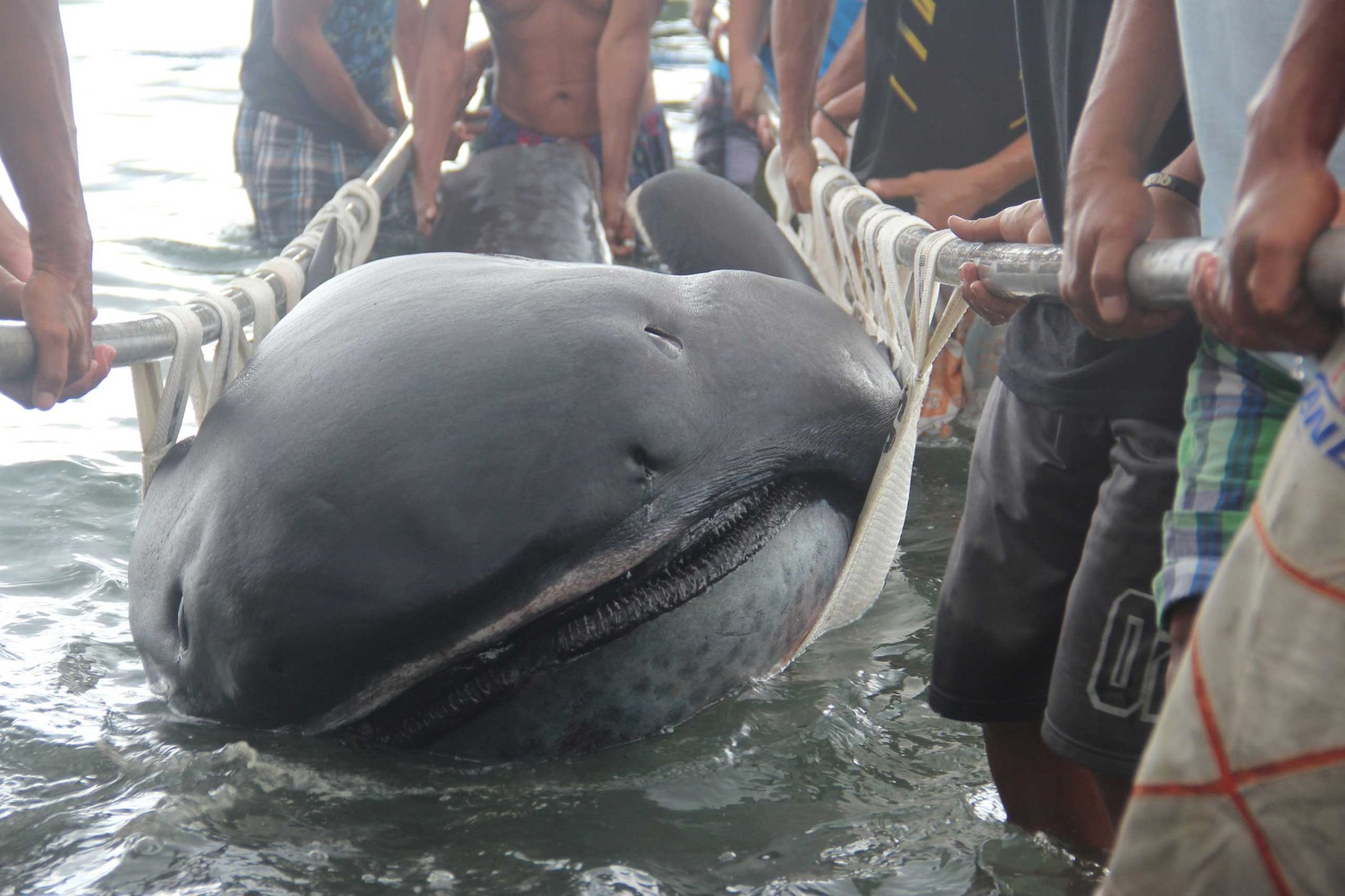 Fishermen use a stretcher with steels bars to carry a rare 15-foot megamouth shark, which was trapped in a fishermen's net in Burias Pass in Albay and Masbate provinces, central Philippines, Jan. 28, 2015.