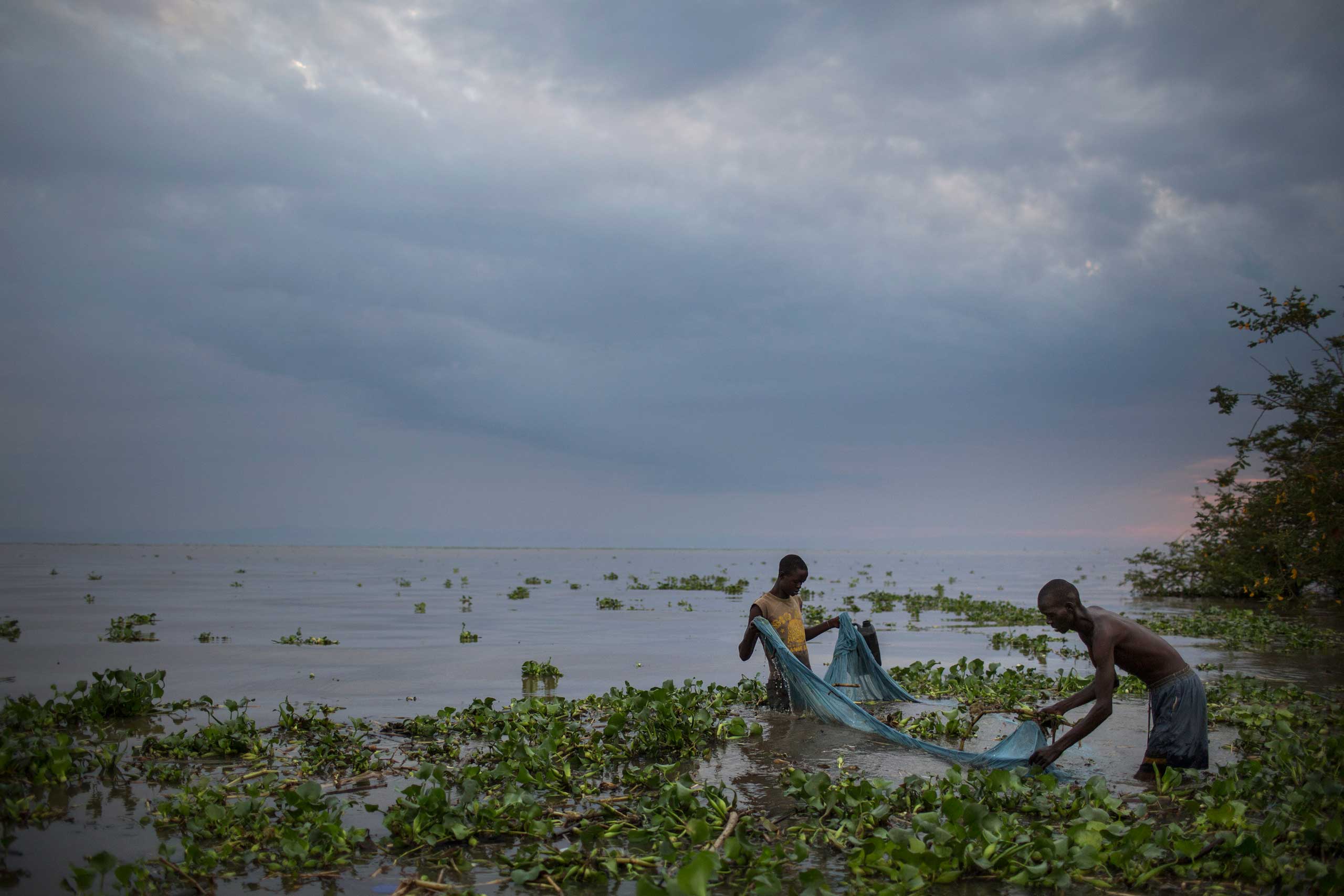 The New York Times: In Africa, Mosquito Nets Are Putting Fish at RiskTwo men use a mosquito net in shallows of Lake Victoria to catch baby catfish to sell as bait, in Kenya, Aug. 2014.