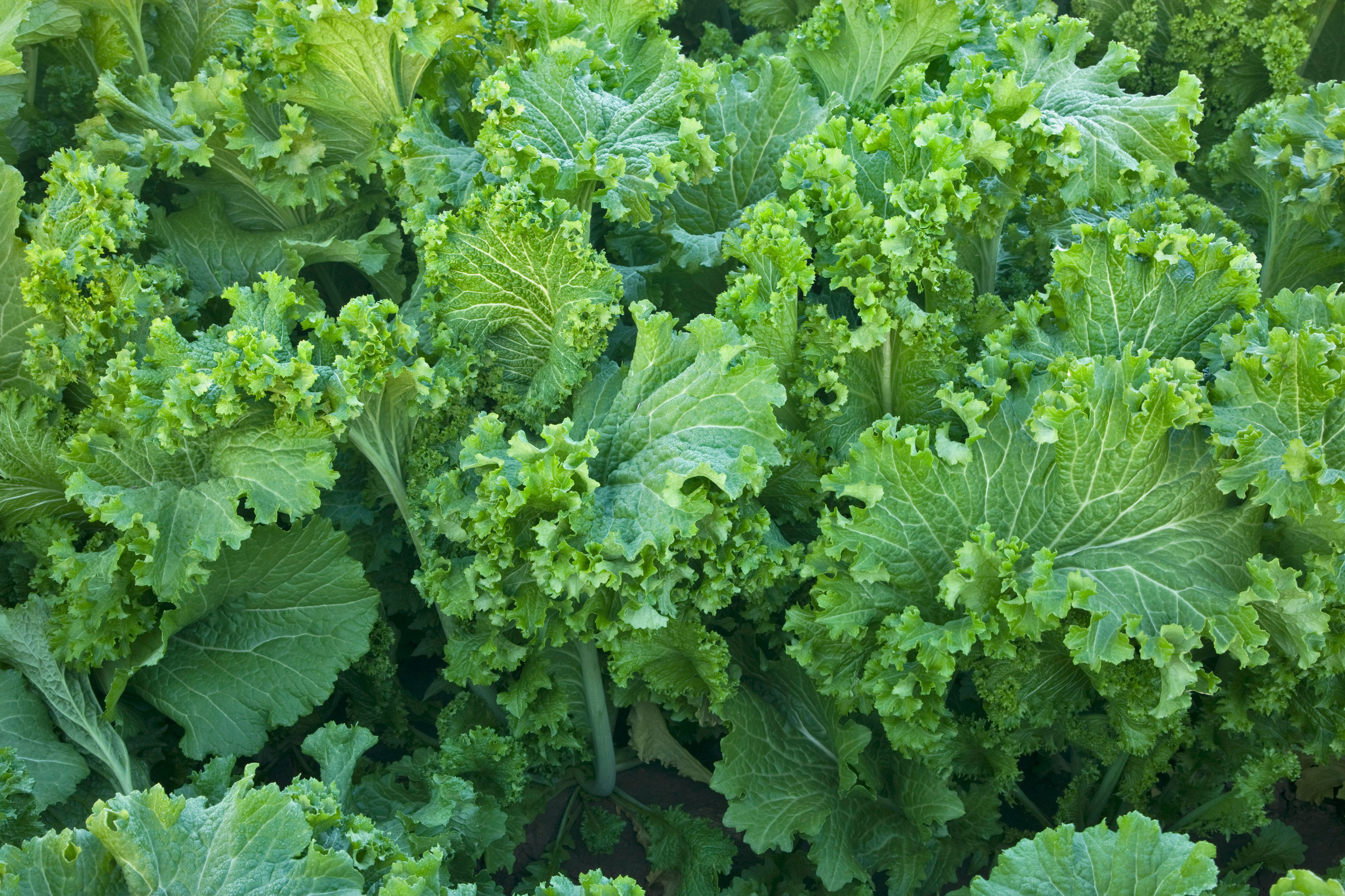Mustard greens:  The peppery plant kicks its way through the winter, and always tastes sweeter when it's nipped by frost.