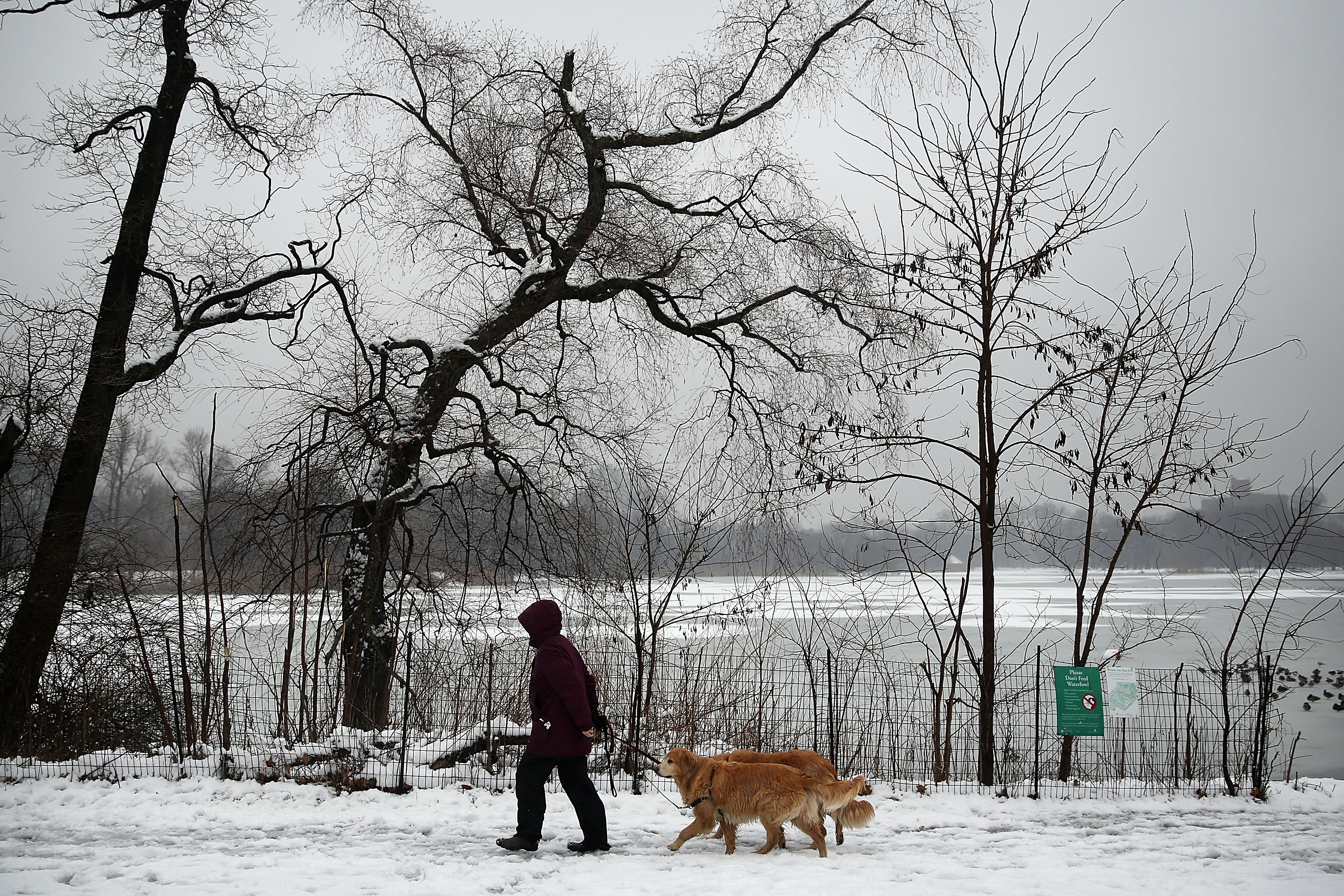 A woman walks dogs in Brooklyn's Prospect Park following an evening storm on Jan. 24, 2015 in New York City. (Spencer Platt—Getty Images)
