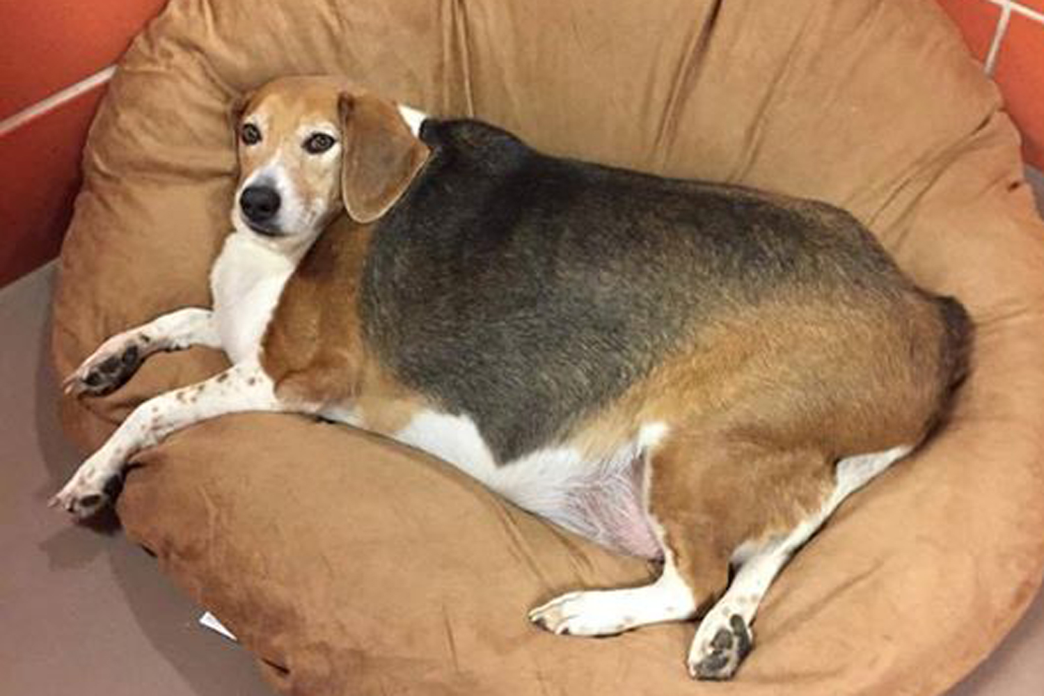 obese beagle pierde greutatea
