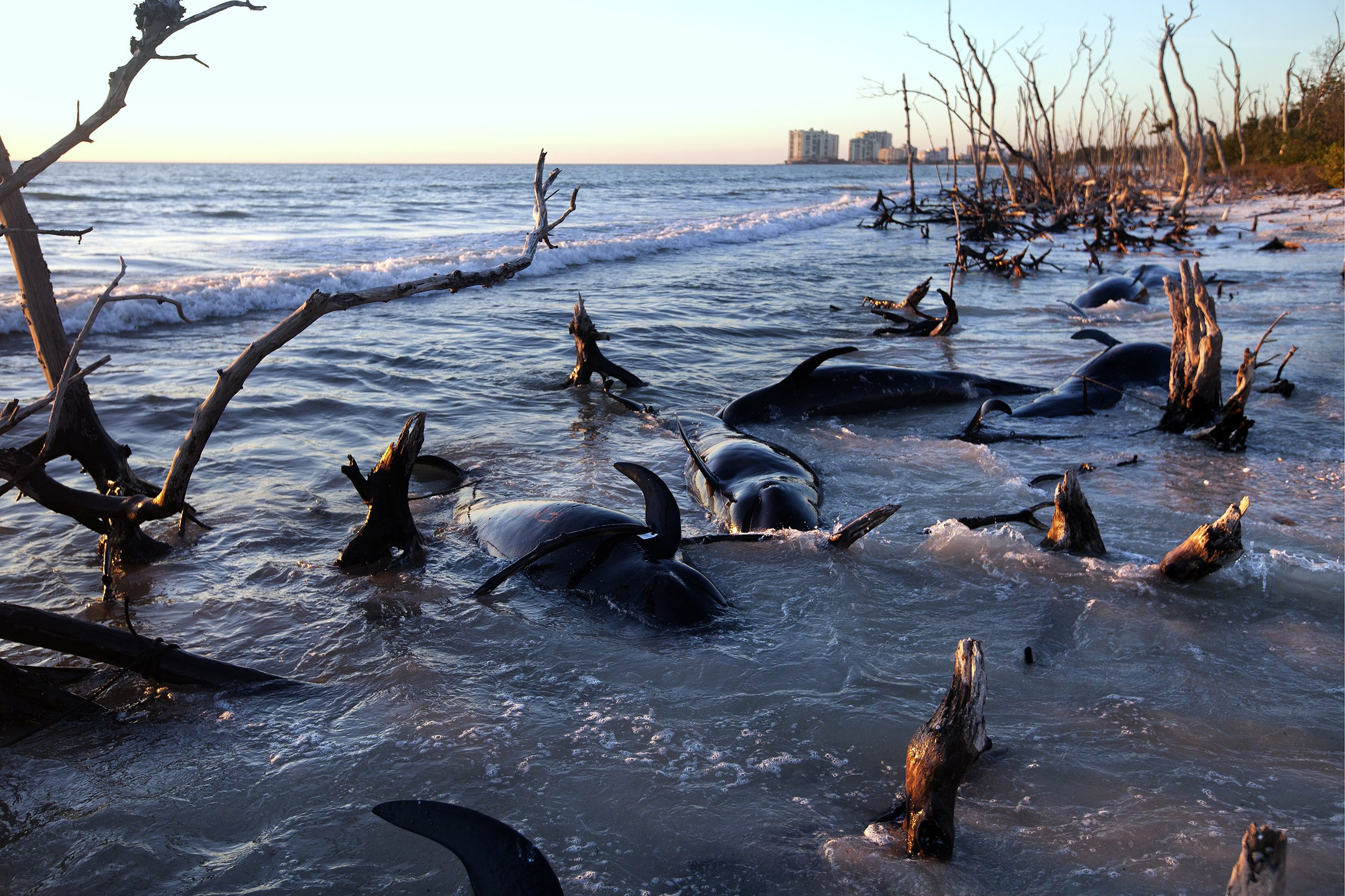 Twenty-five pilot whales beached themselves on Kice Island off southwest Florida in 2014. Sickness related to environmental problems can trigger beachings, which are on the rise (Carolina Hidalgo—Naples Daily News/AP)