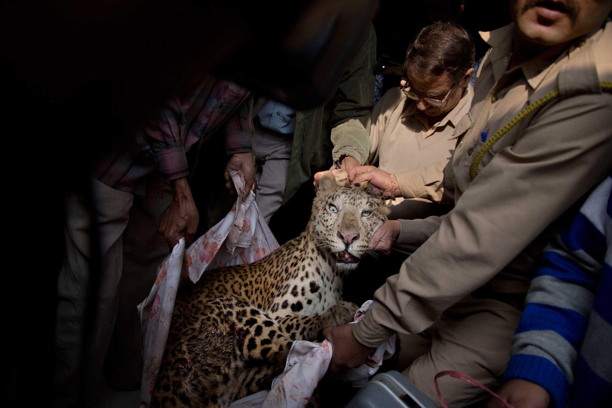 Jan. 7, 2015. Forest officials carry an injured leopard after it was tranquilized in the bedroom of a building in the center of the city in Gauhati, India.