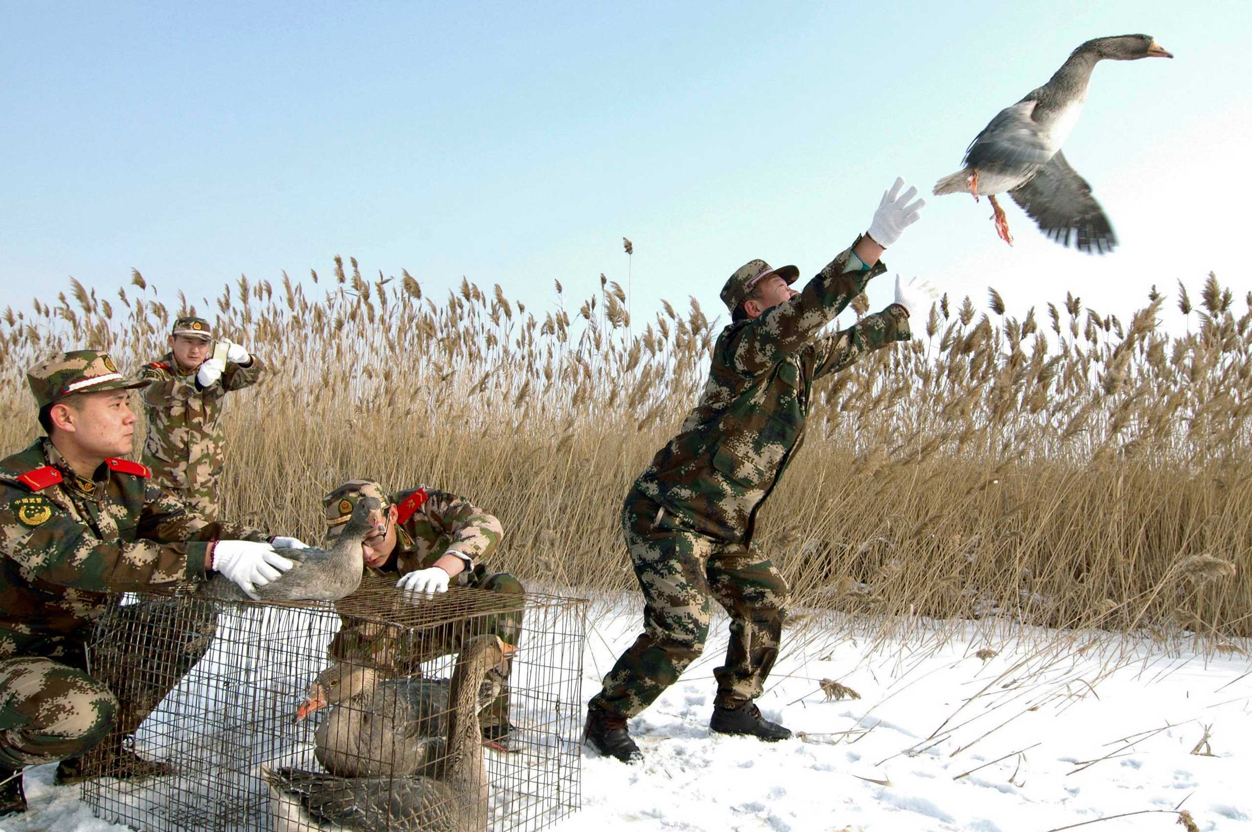 Jan. 20, 2015. A paramilitary policeman releases a wild goose in Linghai, Liaoning Province, China. About eight wild geese, which were found injured, were set free after having their wounds treated by a team of paramilitary policemen.