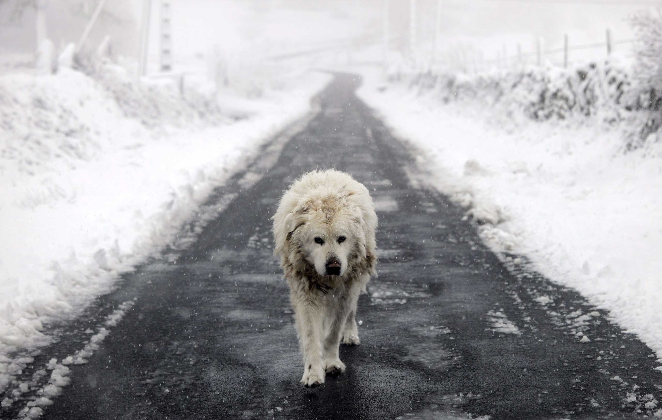 Jan. 16, 2015. A dog walks on a road in Montederramo, Galicia, northwestern Spain. Authorities have activated the orange alert in Galicia due to the cold weather and winds which lashed the region.