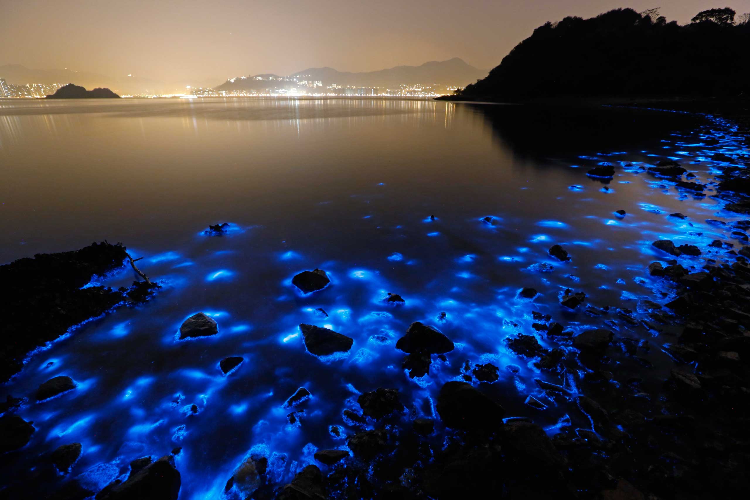 Jan. 22, 2015. A photo made with a long exposure shows the glow from a Noctiluca scintillans algal bloom along the seashore in Hong Kong. The luminescence, also called Sea Sparkle, is triggered by farm pollution that can be devastating to marine life and local fisheries.