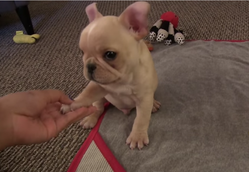 French Bulldog Puppy Does Tricks: Viral Video | Time