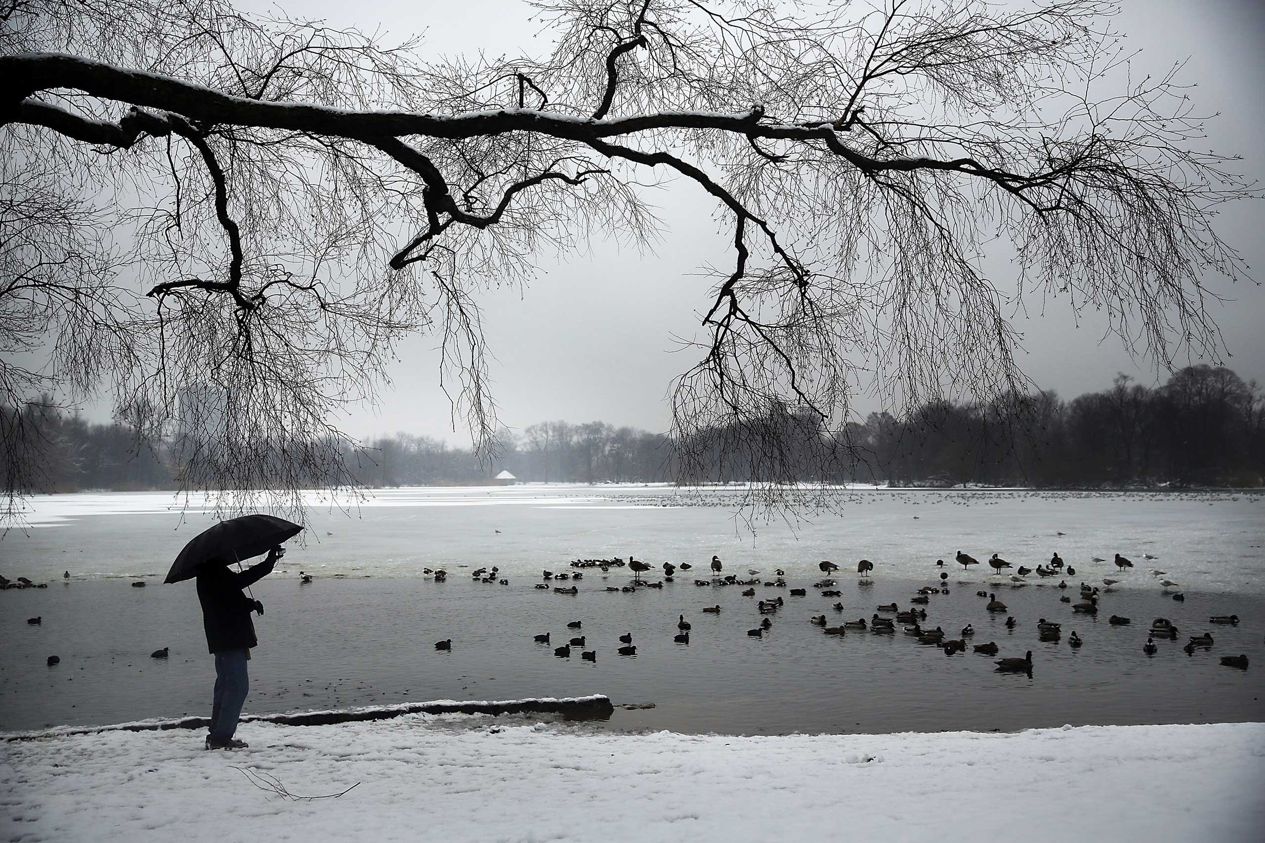 A man takes a picture of ducks and geese at a lake in Brooklyn's Prospect Park following an evening storm on Jan. 24, 2015 in New York City. (Spencer Platt—Getty Images)