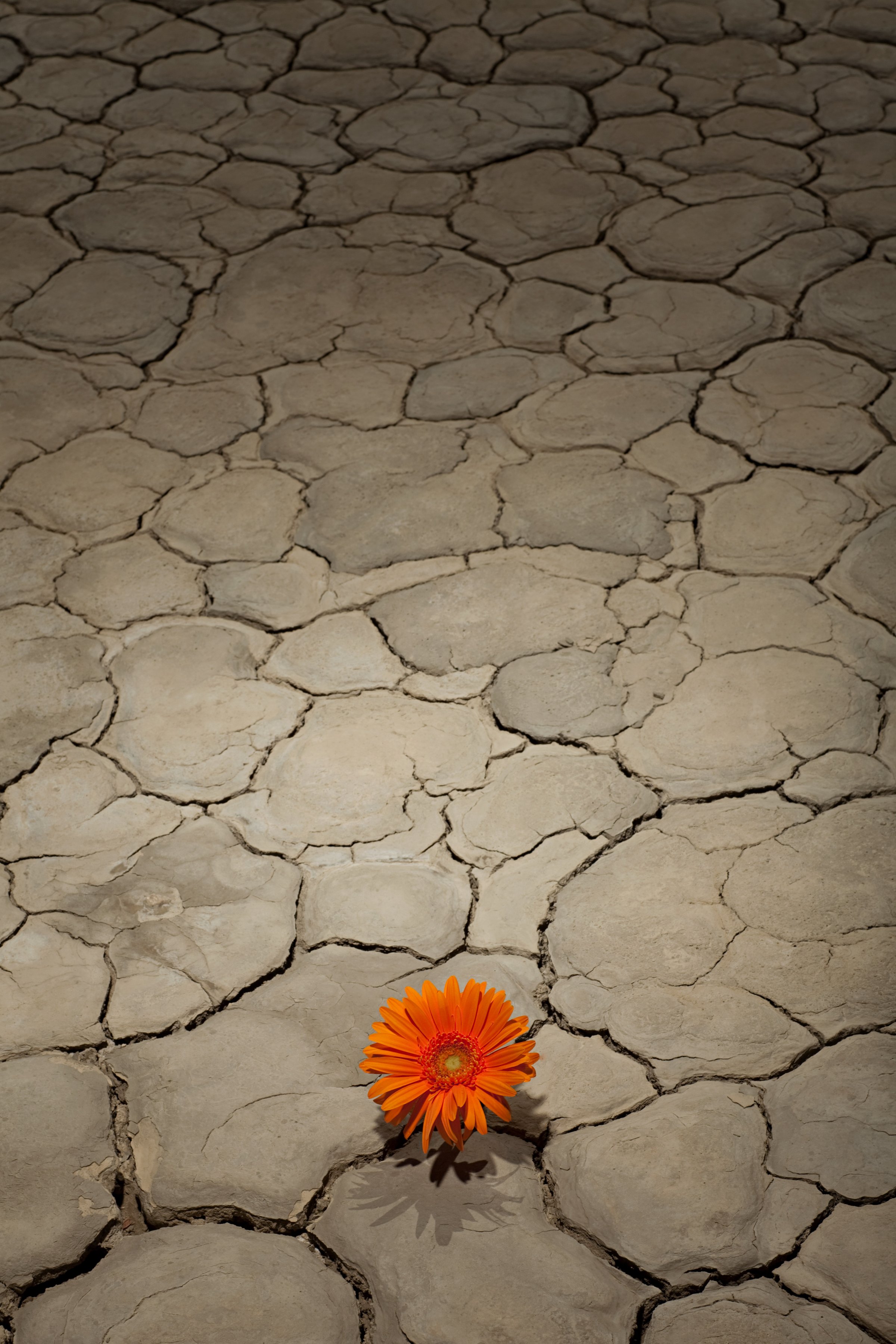 flower-growing-desert
