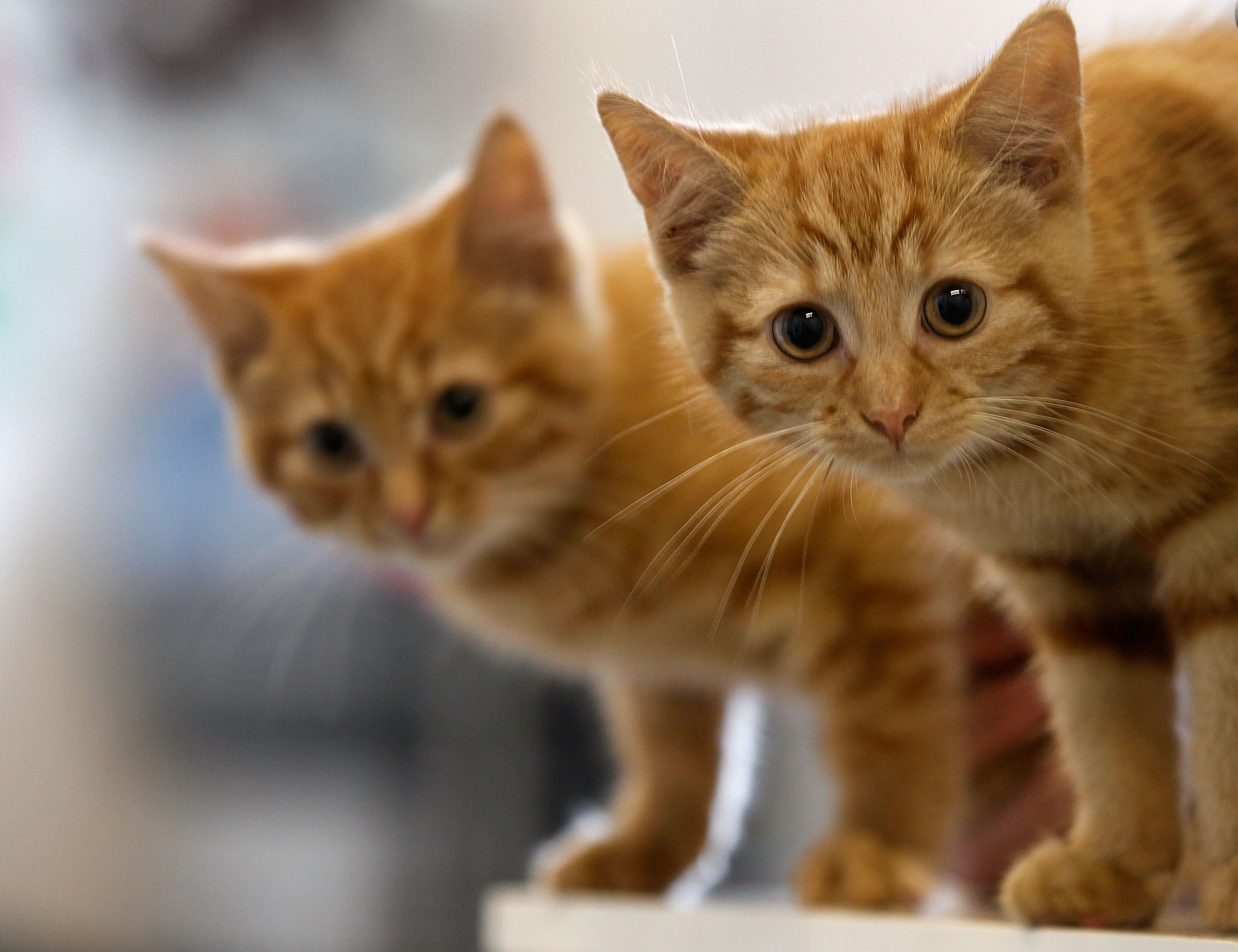 Milly, a 13-week-old kitten waits with her brother Charlie (L) to be re-homed at The Society for Abandoned Animals Sanctuary in Sale, Manchester which is facing an urgent cash crisis and possible closure on July 27, 2010 in Manchester, England. (Christopher Furlong&mdash;Getty Images)