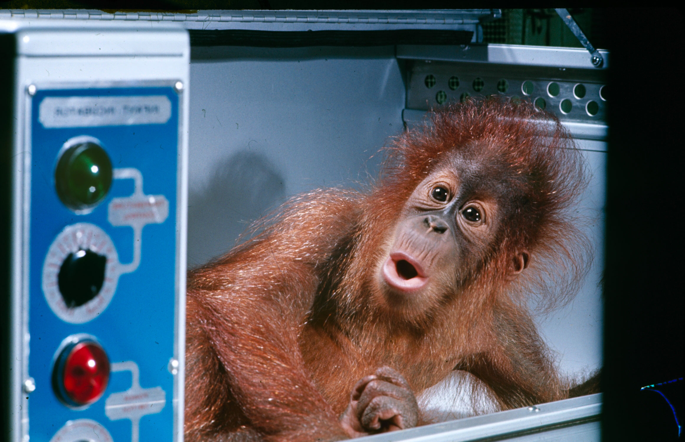 Henry, a 12-pound orangutan at the St. Louis zoo, wakes from a nap in his incubator.