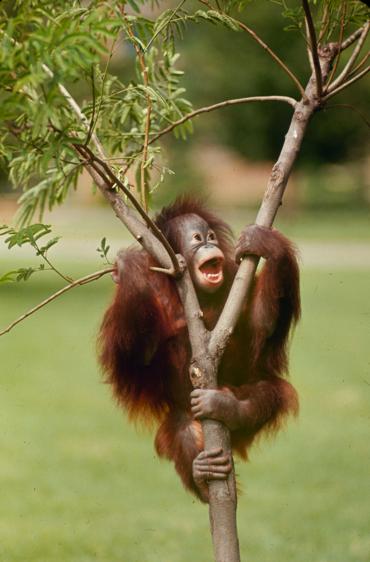 Orangutan, 1964