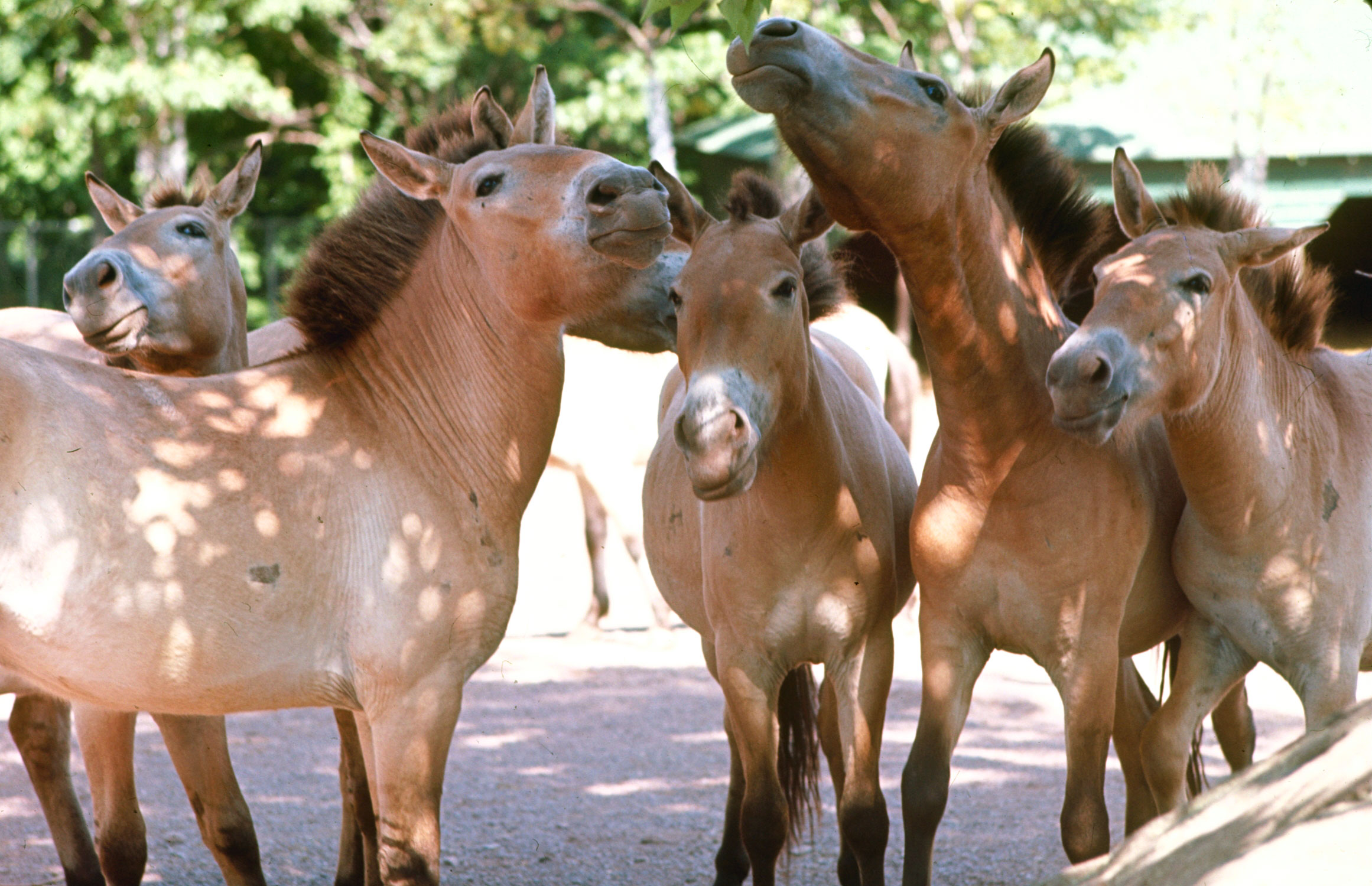 Przewalski's wild horses, believed extinct in their habitat on the Mongolian steppes, are bred at the Catskill Game Farm, a private zoo in Catskill, N.Y. There are 120 of these horses in the U.S. and Europe, and in 20 years breeders hope to release some back into the wild.