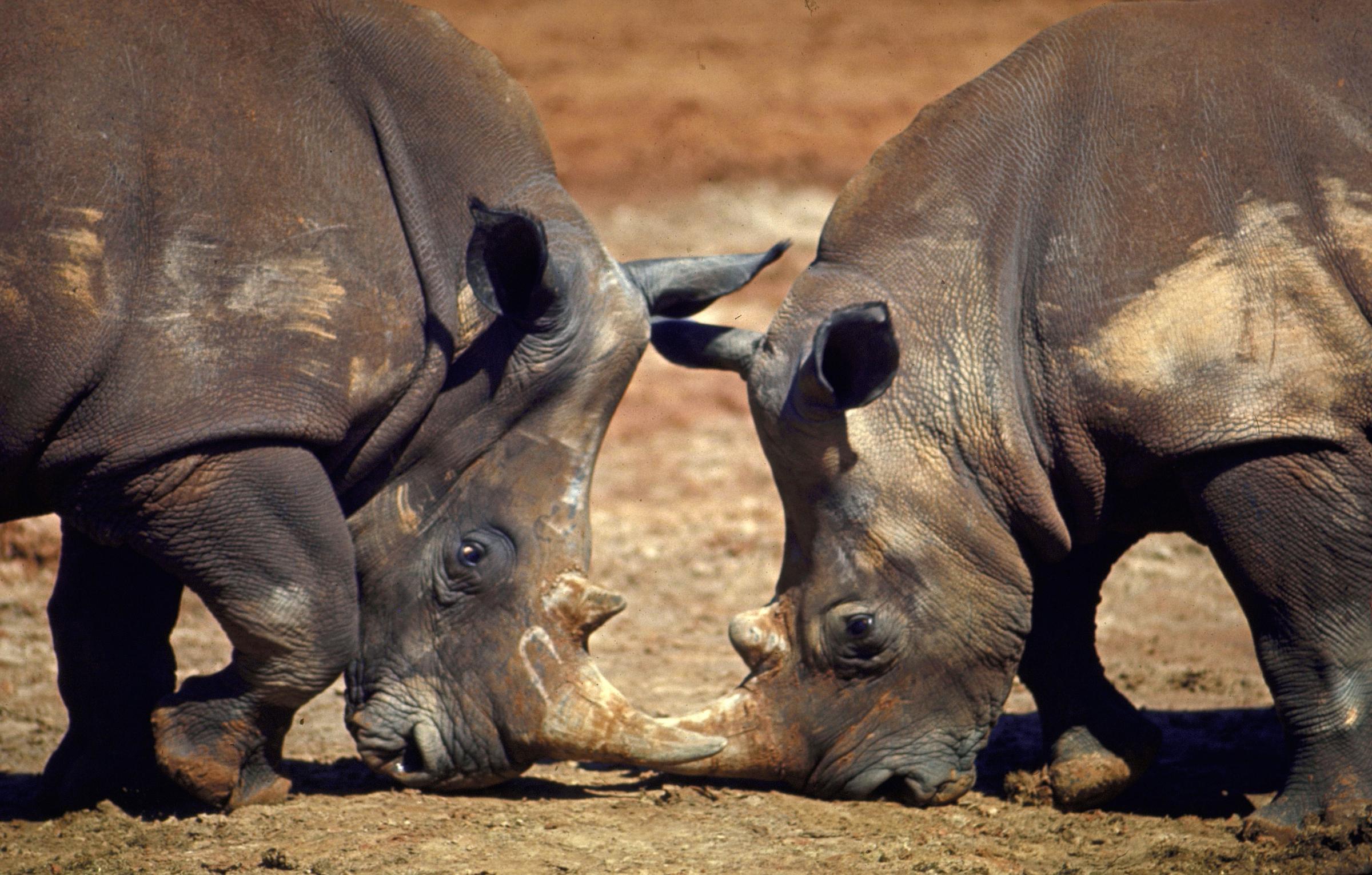 Tusk to tusk, two white rhinos eye each other at the Oklahoma zoo. The largest of all rhinos, they came from Zululand in South Africa where only 300 survive. No white rhino has yet been born in the U.S. through several zoos have pairs today and hope to mate them.
