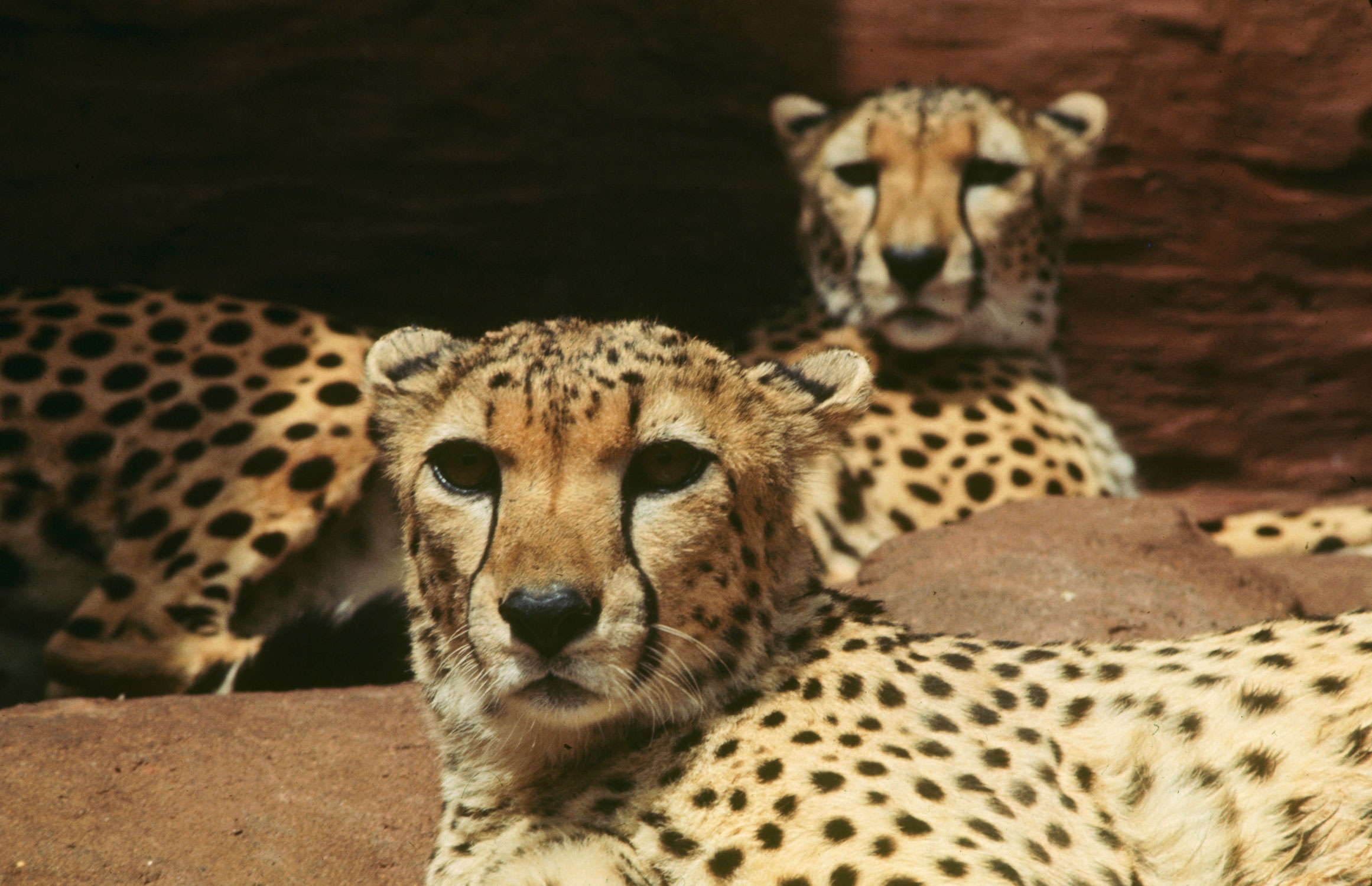 The cheetah, which is native to Africa and India, grows lethargic in captivity and does not mate. At the Oklahoma zoo the docile male (above) is being given plenty of exercise in the hopes of solving the problem. In fact the zoo believes the female (rear) may be pregnant.