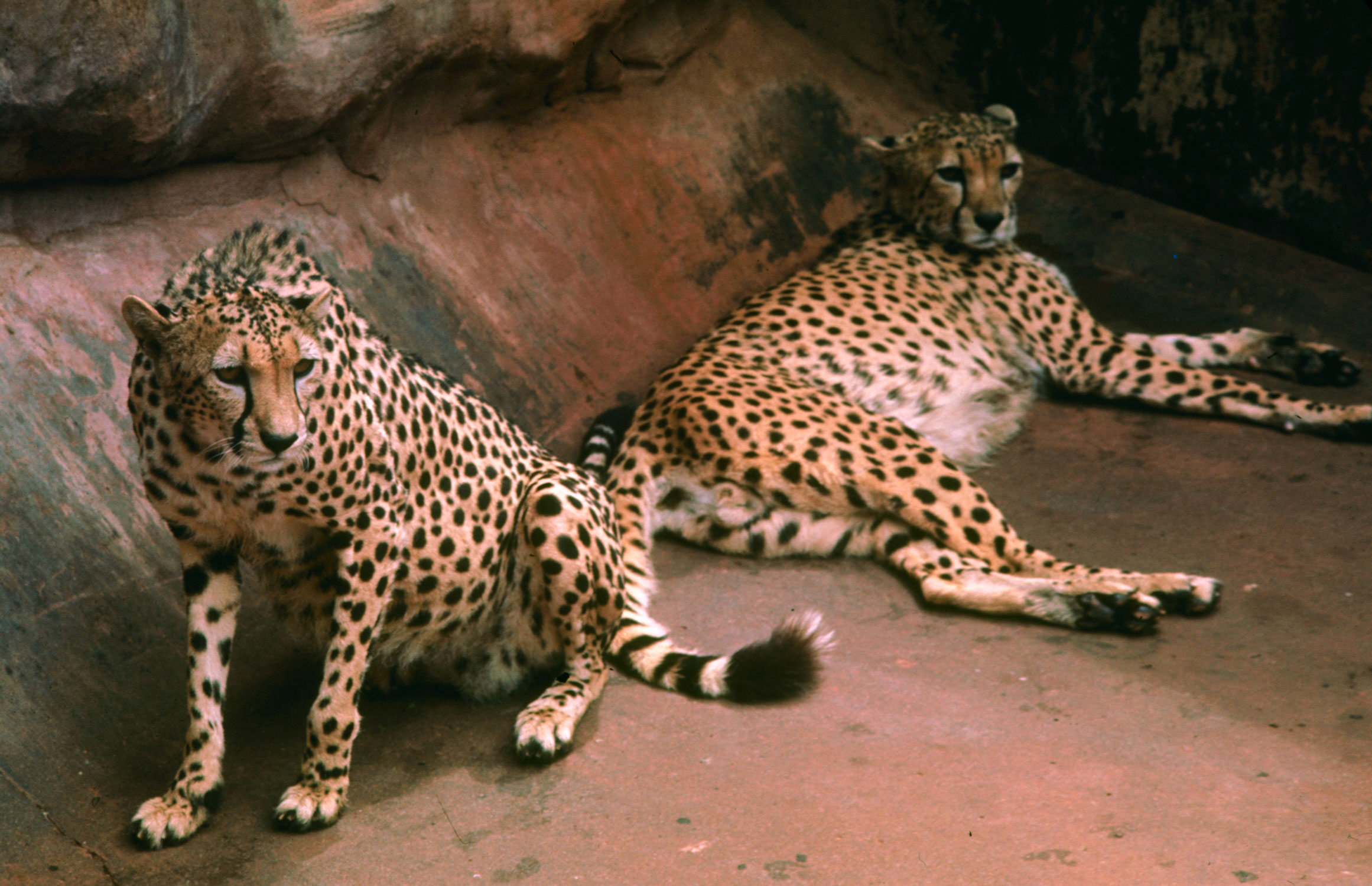 Cheetahs, 1964