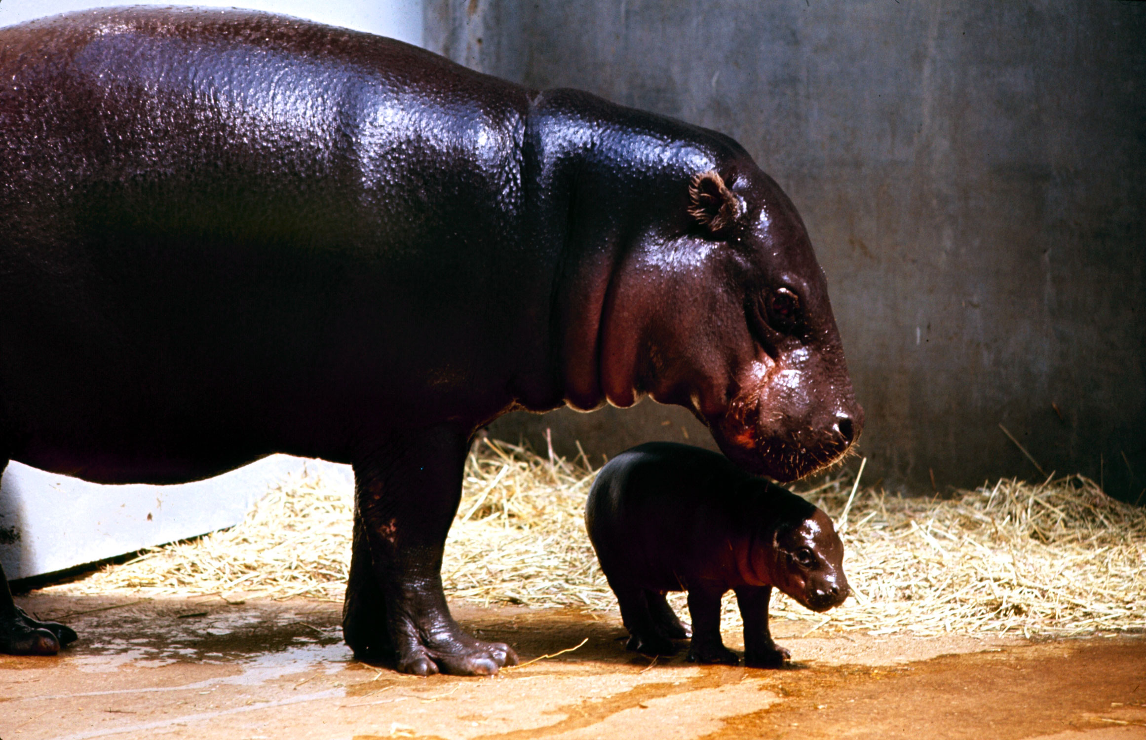 Pygmy Hippos, 1964