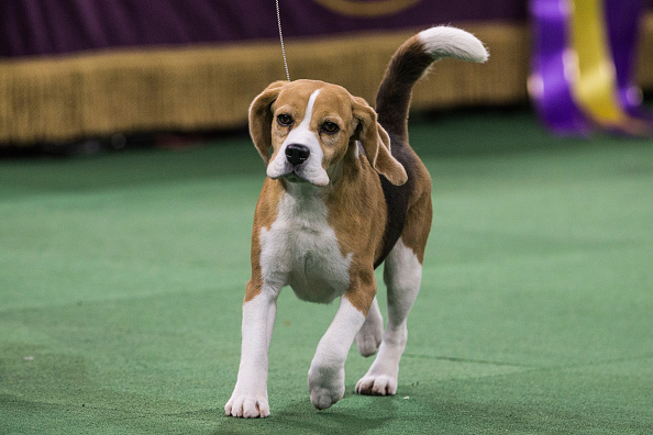 Miss P, a 15-in. Beagle, won the 'best in show' of the 139th Annual Westminster Kennel Club Dog Show at Madison Square Garden in New York on Feb. 17, 2015