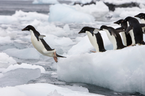penguins-jumping